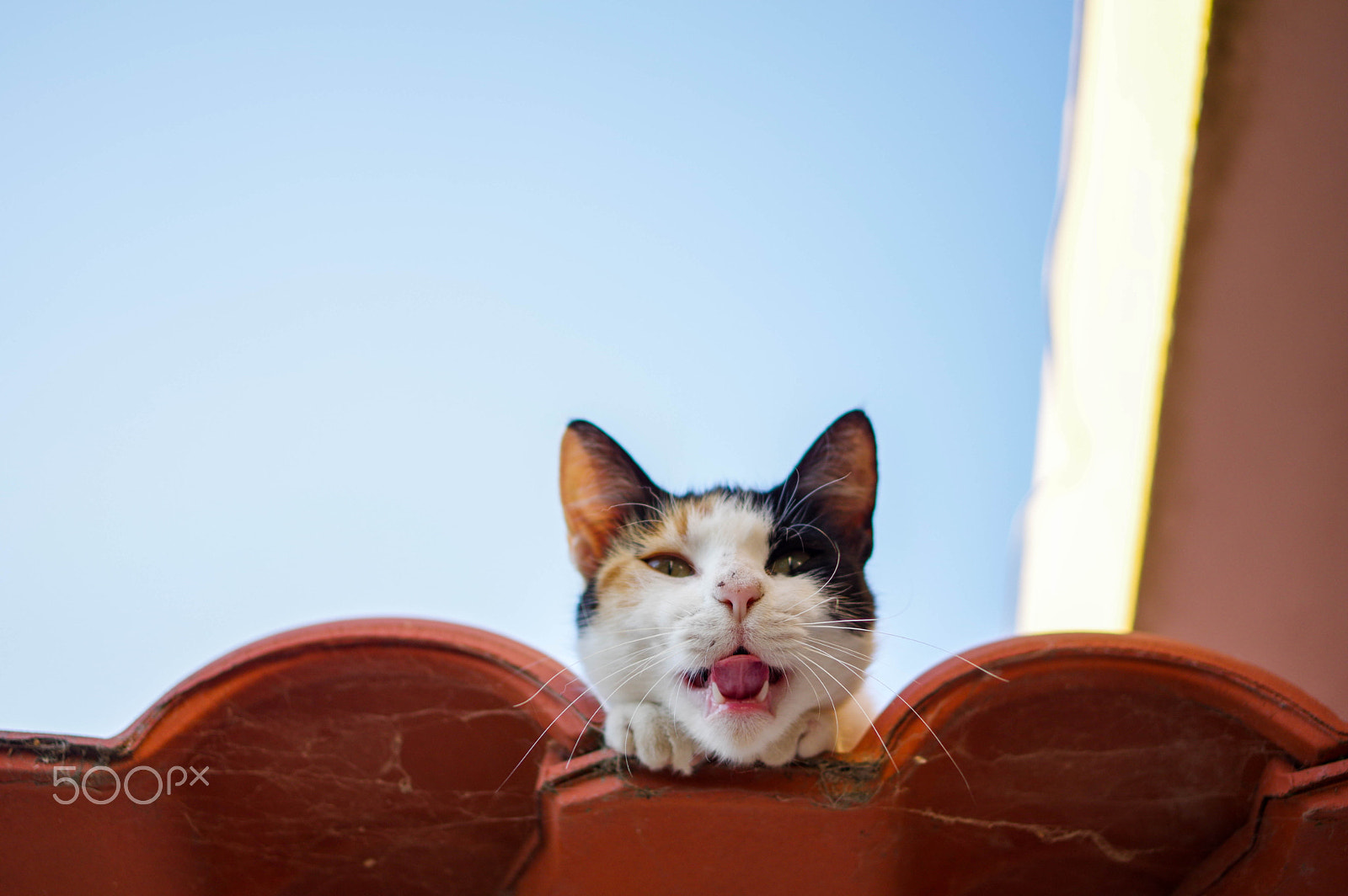 Pentax K-3 + Pentax smc DA 35mm F2.4 AL sample photo. La la meow la la photography