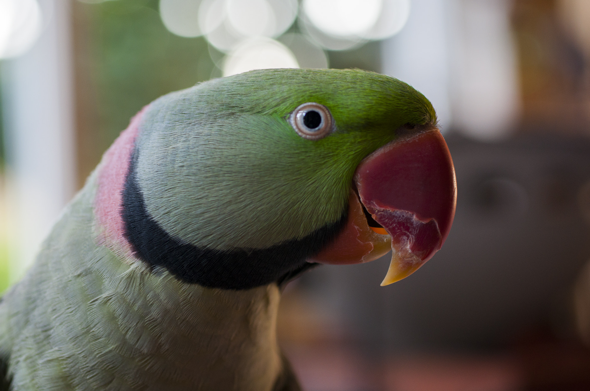 Nikon D90 + Sigma 50mm F2.8 EX DG Macro sample photo. Rio the alexander parkeet photography