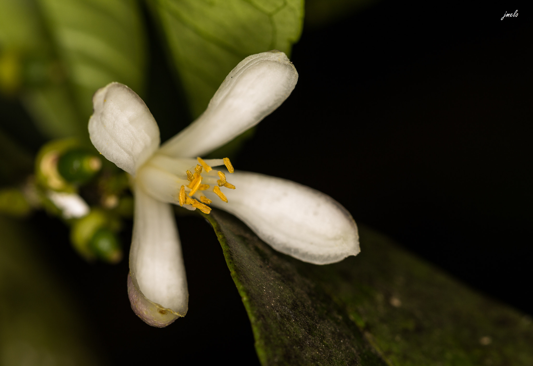 Canon EOS 60D + Canon EF 100mm F2.8L Macro IS USM sample photo. Mg photography