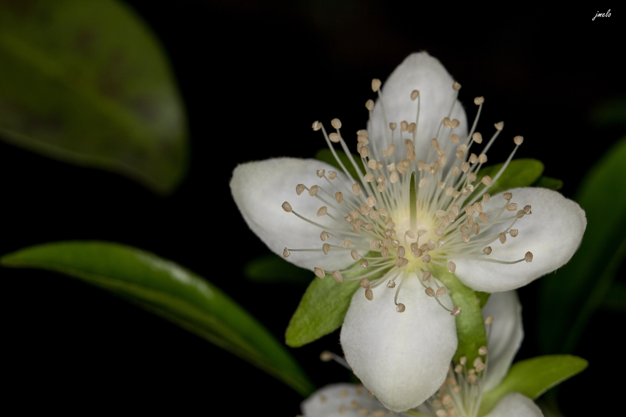 Canon EOS 60D + Canon EF 100mm F2.8L Macro IS USM sample photo. Mg photography