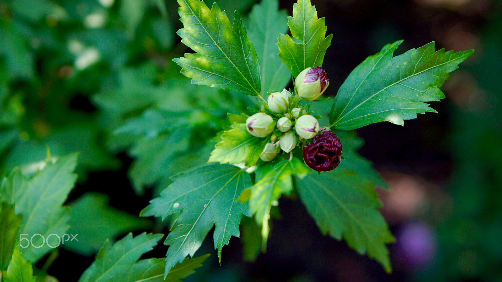 Sony Alpha NEX-7 sample photo. Green photography