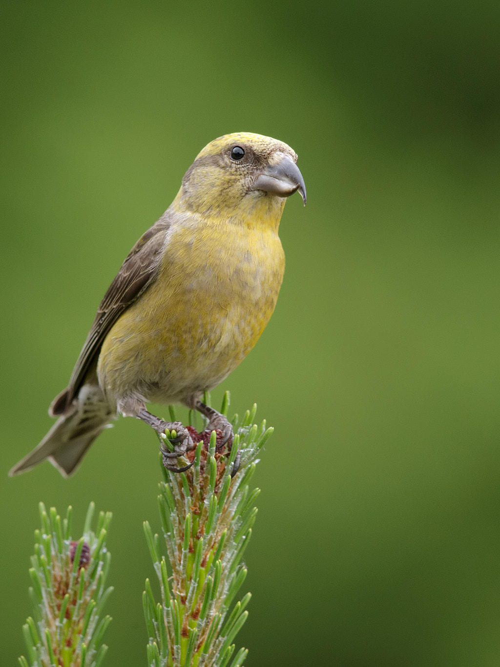 Canon EF 600mm F4L IS II USM sample photo. Red crossbill photography