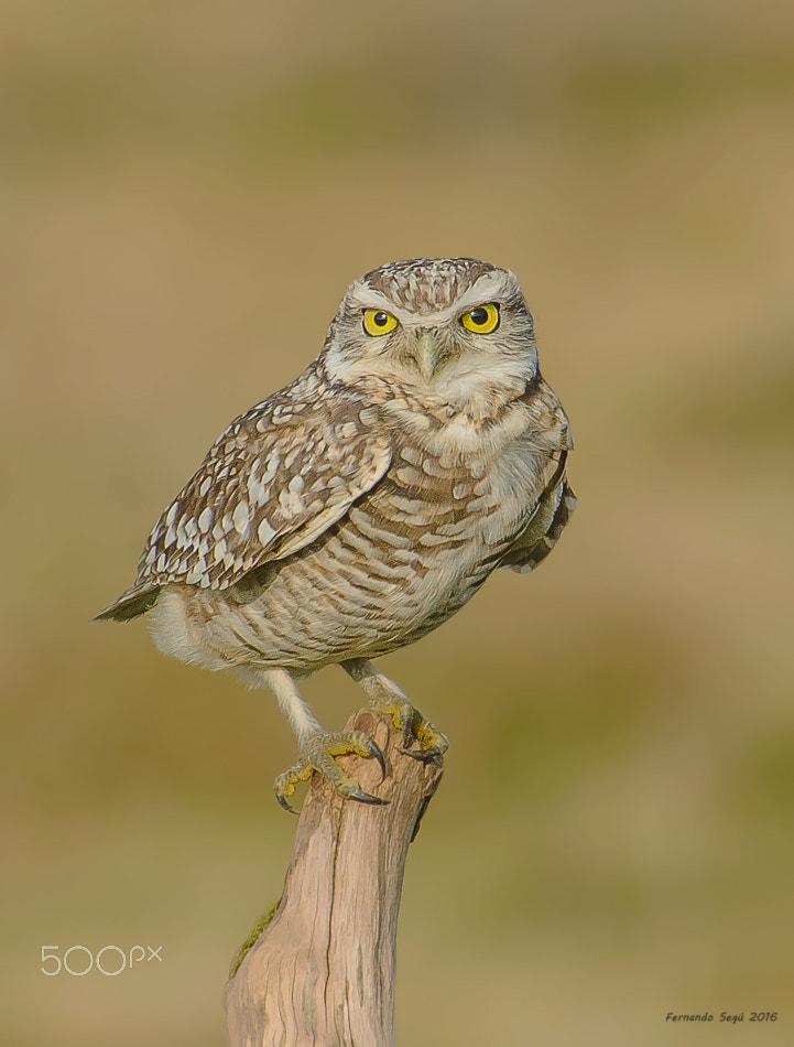 Sigma 50-500mm F4.5-6.3 DG OS HSM sample photo. Owl photography