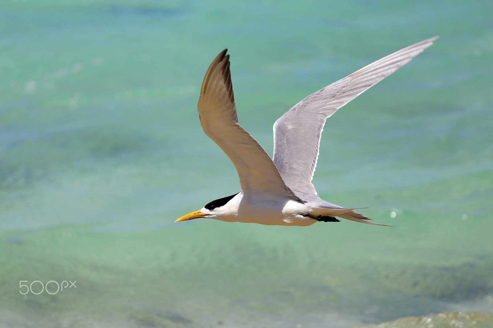 Canon EOS 650D (EOS Rebel T4i / EOS Kiss X6i) sample photo. Tern in flight photography