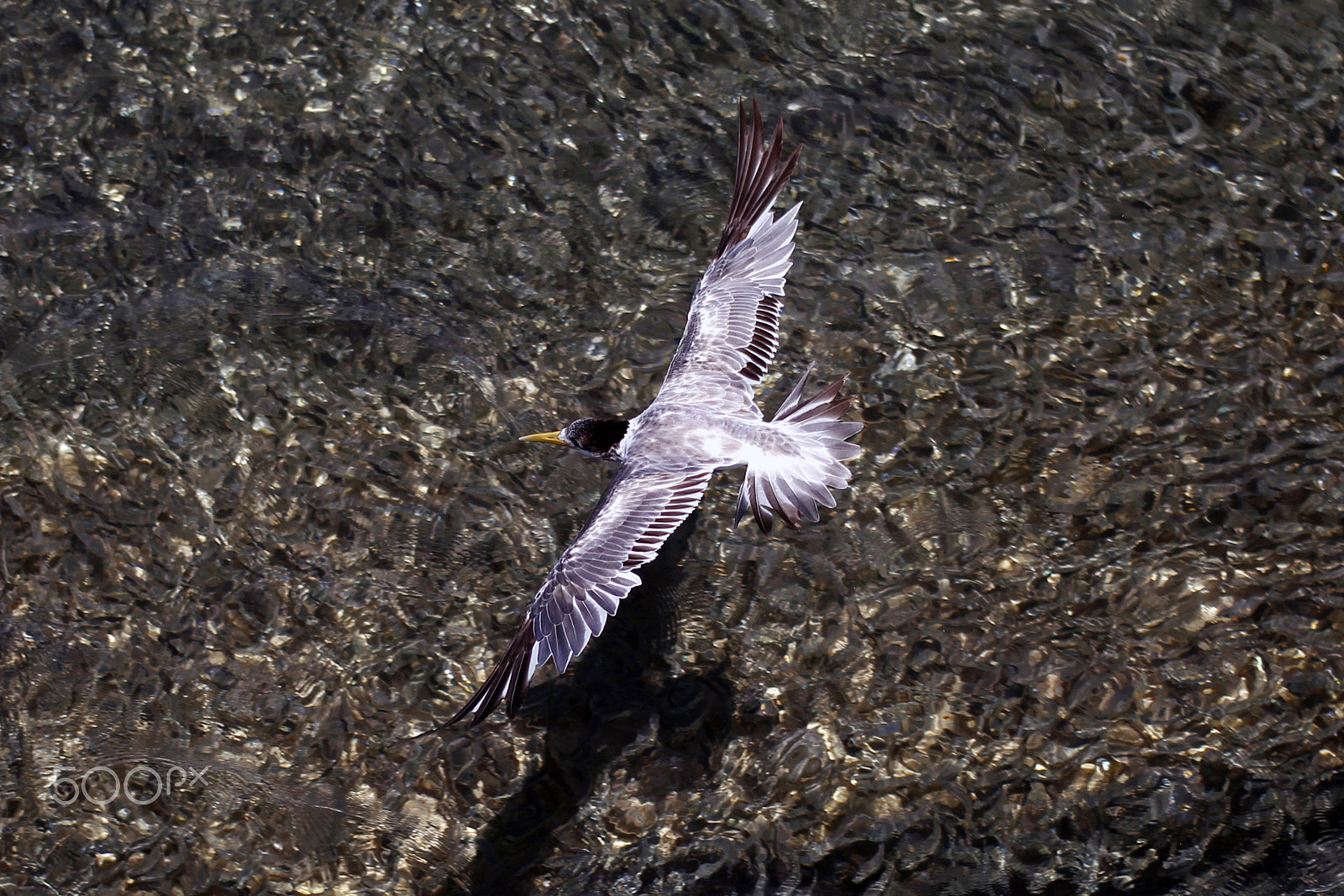 Canon EOS 650D (EOS Rebel T4i / EOS Kiss X6i) + Canon EF 40mm F2.8 STM sample photo. Dive bird photography