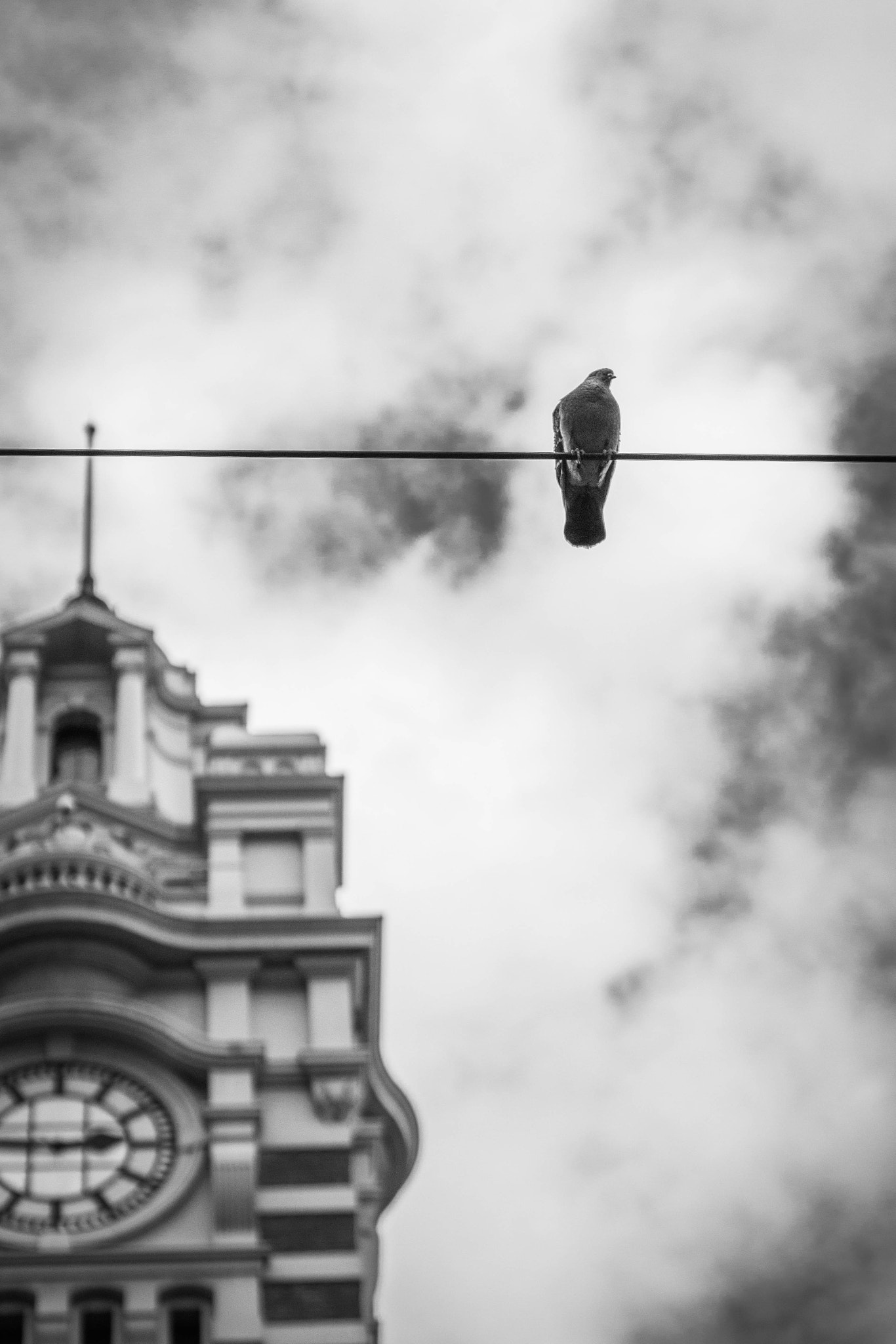 Canon EOS 100D (EOS Rebel SL1 / EOS Kiss X7) + Canon EF 50mm F1.4 USM sample photo. Bird on a wire photography