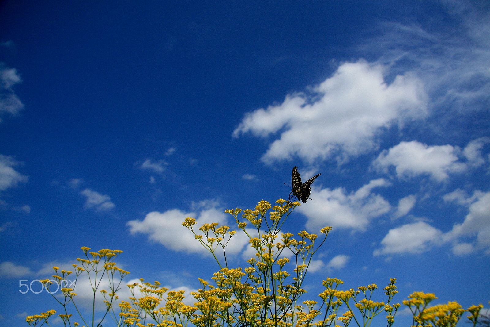 Canon EOS 30D + Canon EF-S 17-85mm F4-5.6 IS USM sample photo. Sky,cloud,flower...and butterfly. photography