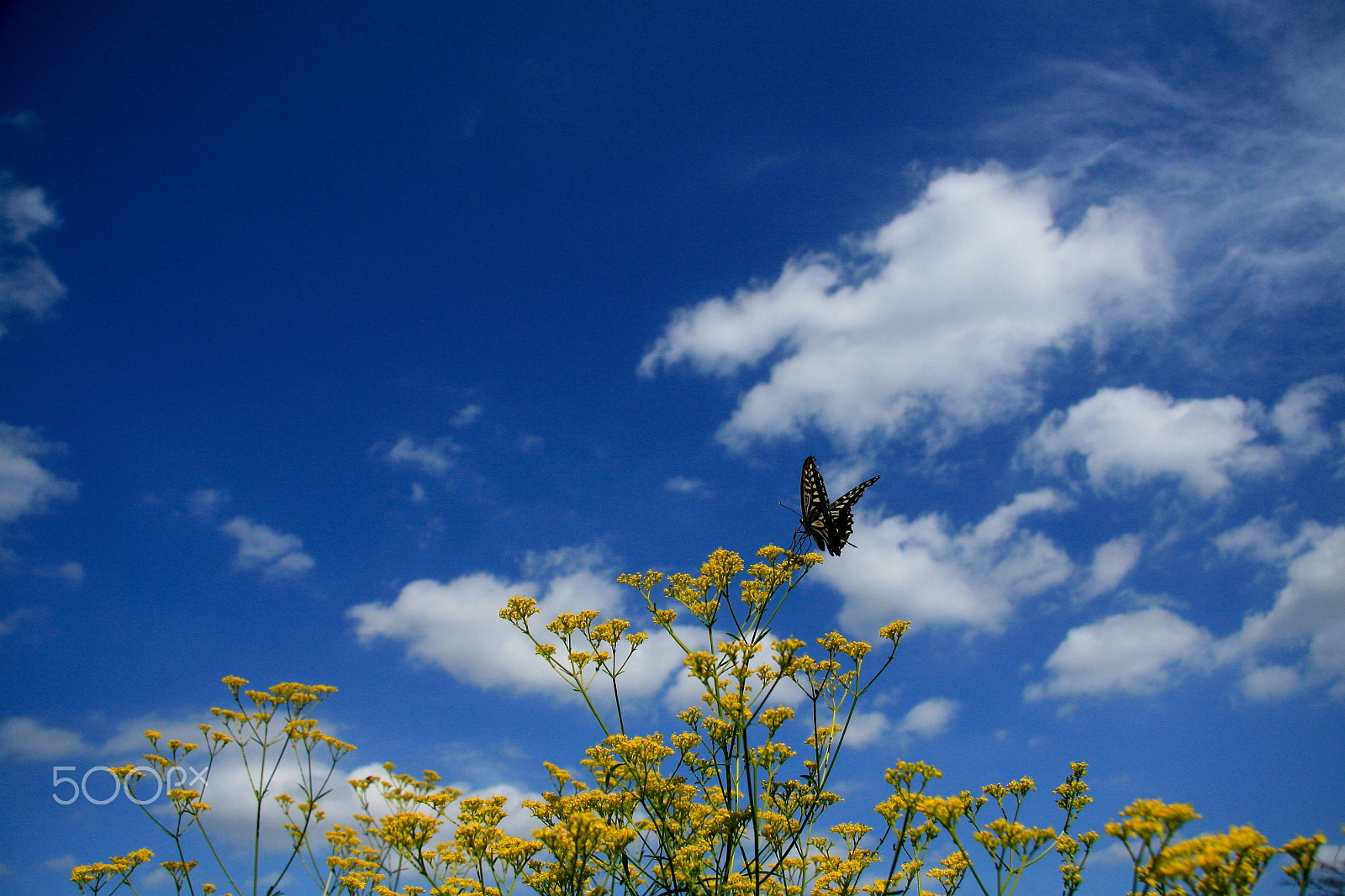 Canon EF-S 17-85mm F4-5.6 IS USM sample photo. Sky,cloud,flower...and butterfly. photography