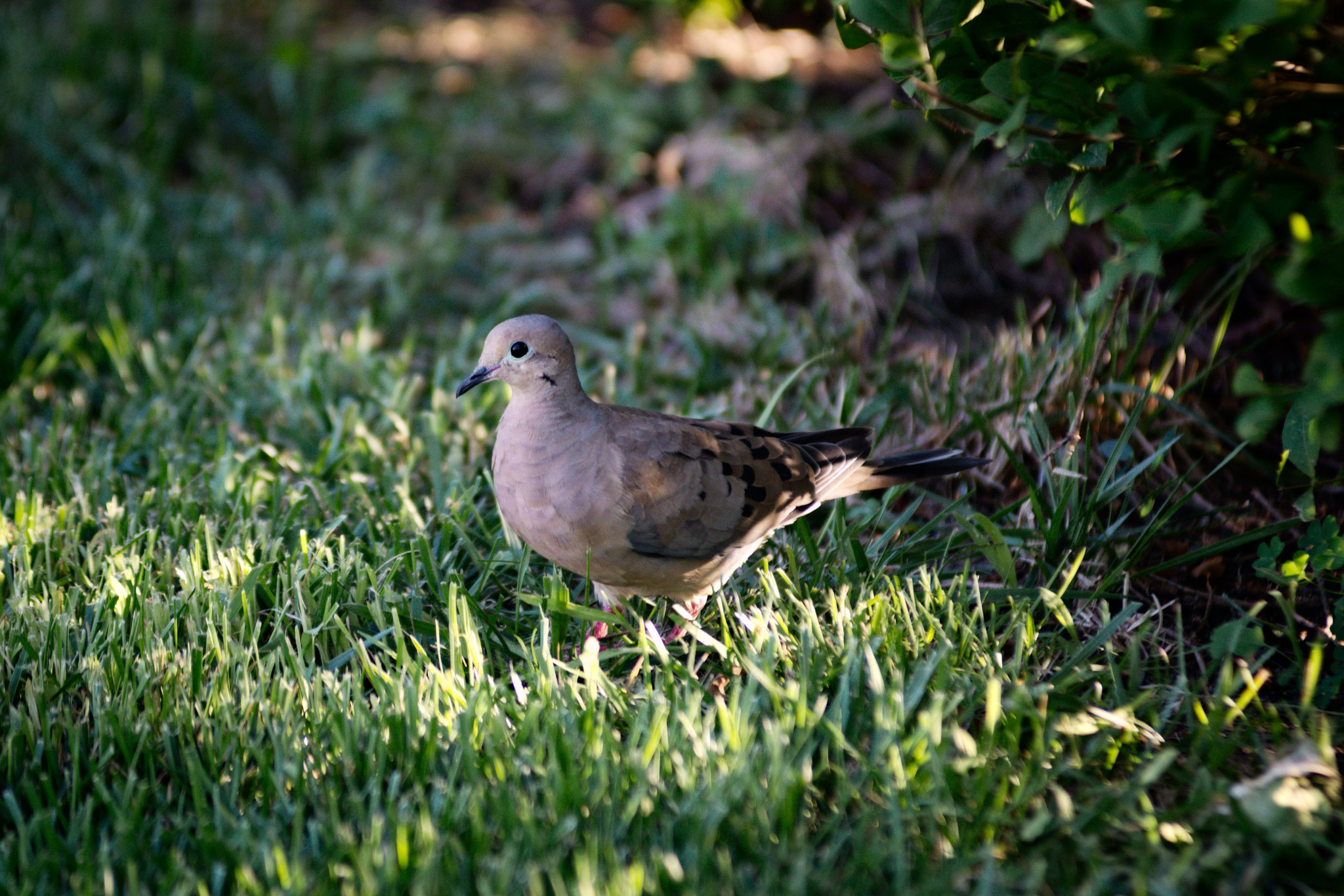 AF Zoom-Nikkor 80-200mm f/2.8 ED sample photo. Mourning dove photography