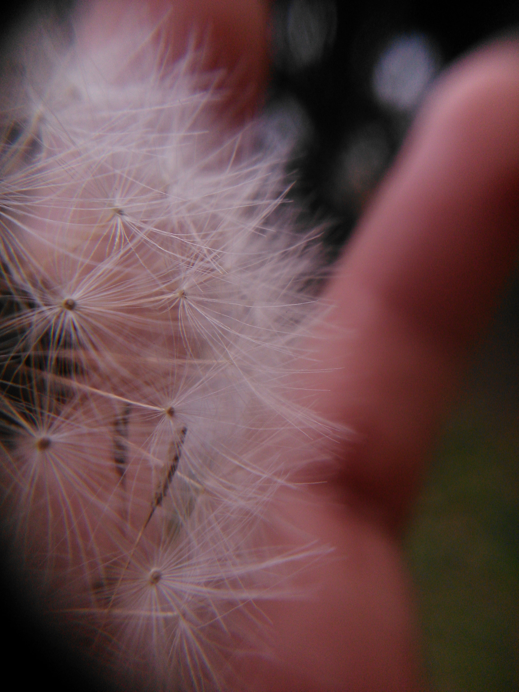 Sony Xperia L sample photo. Wind's things photography