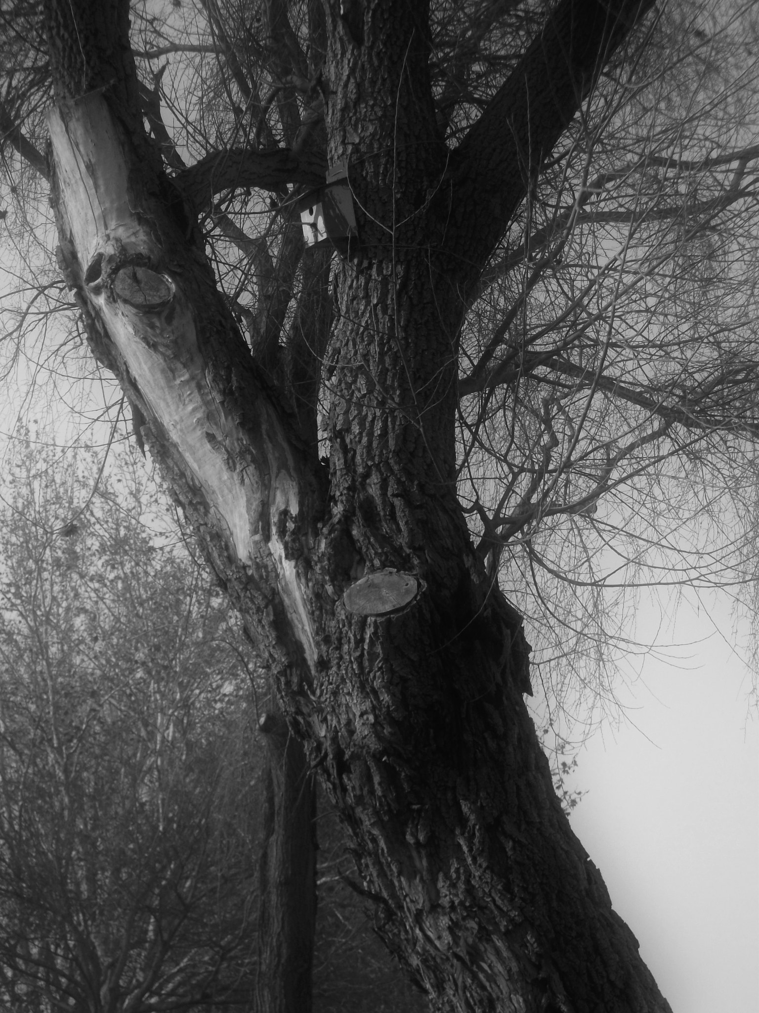 Fujifilm FinePix J37 sample photo. The tree photography