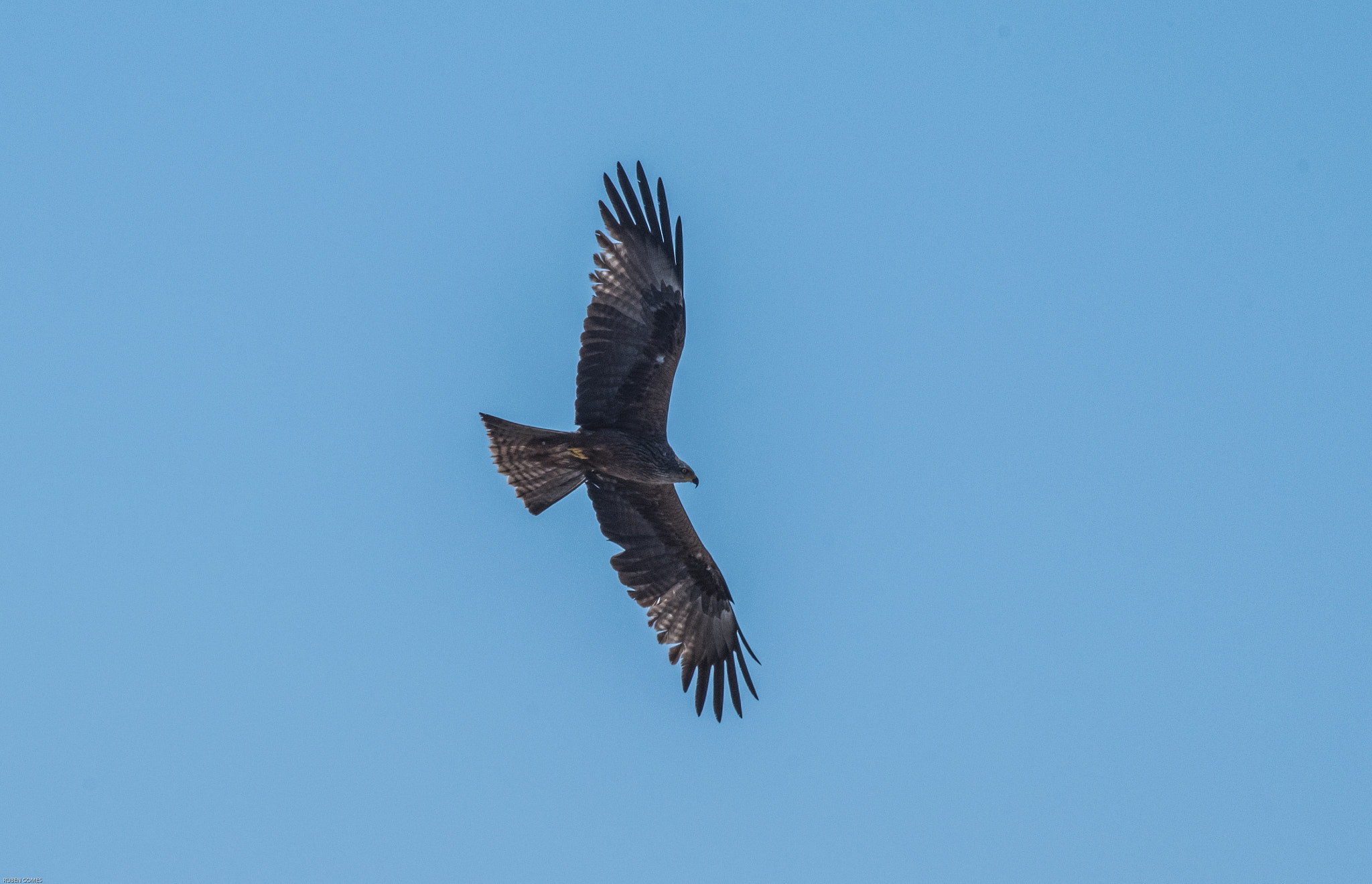 Sigma 70-300mm F4-5.6 APO DG Macro sample photo. Underwing photography