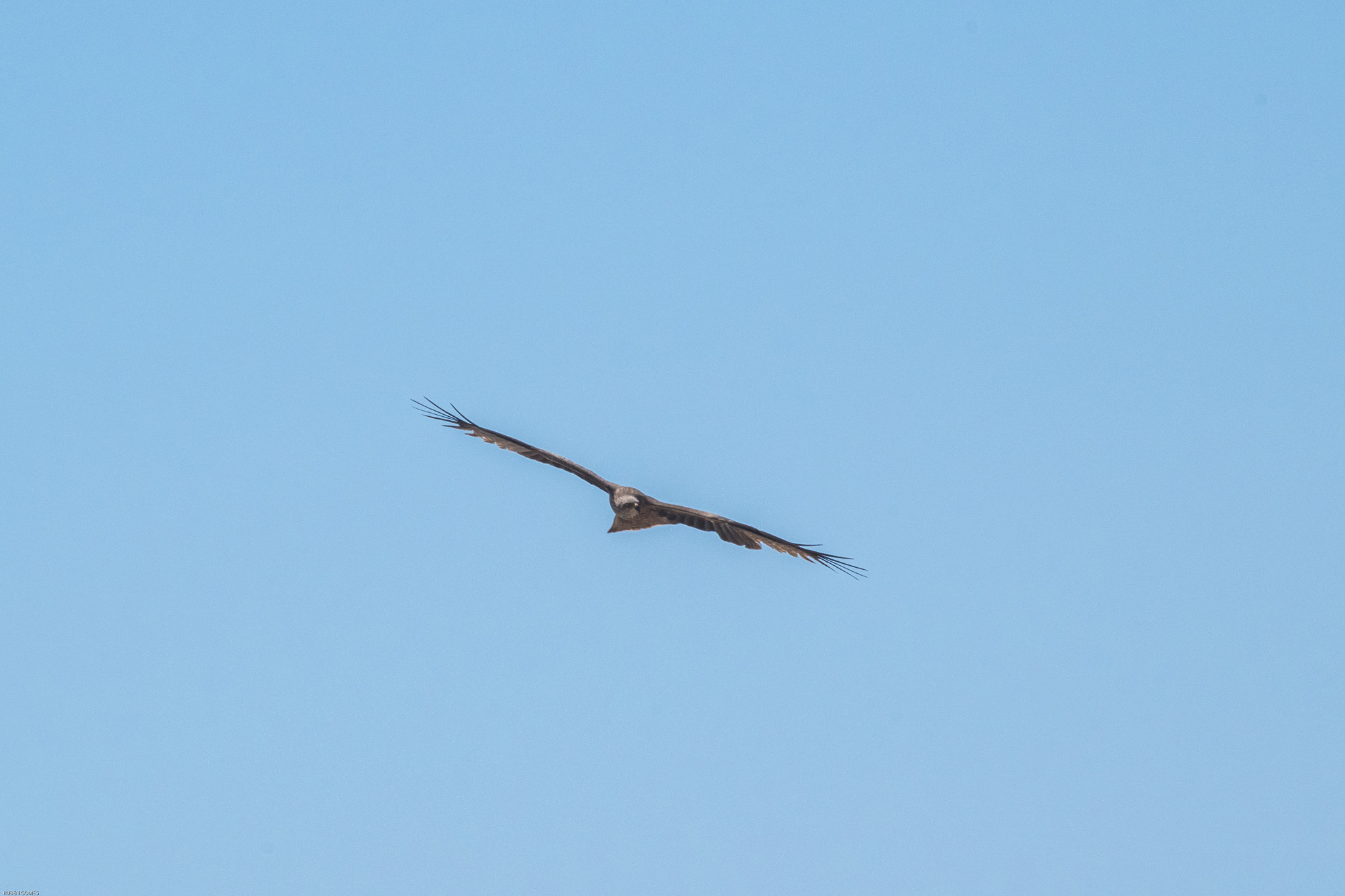Sigma 70-300mm F4-5.6 APO DG Macro sample photo. Targeting photography