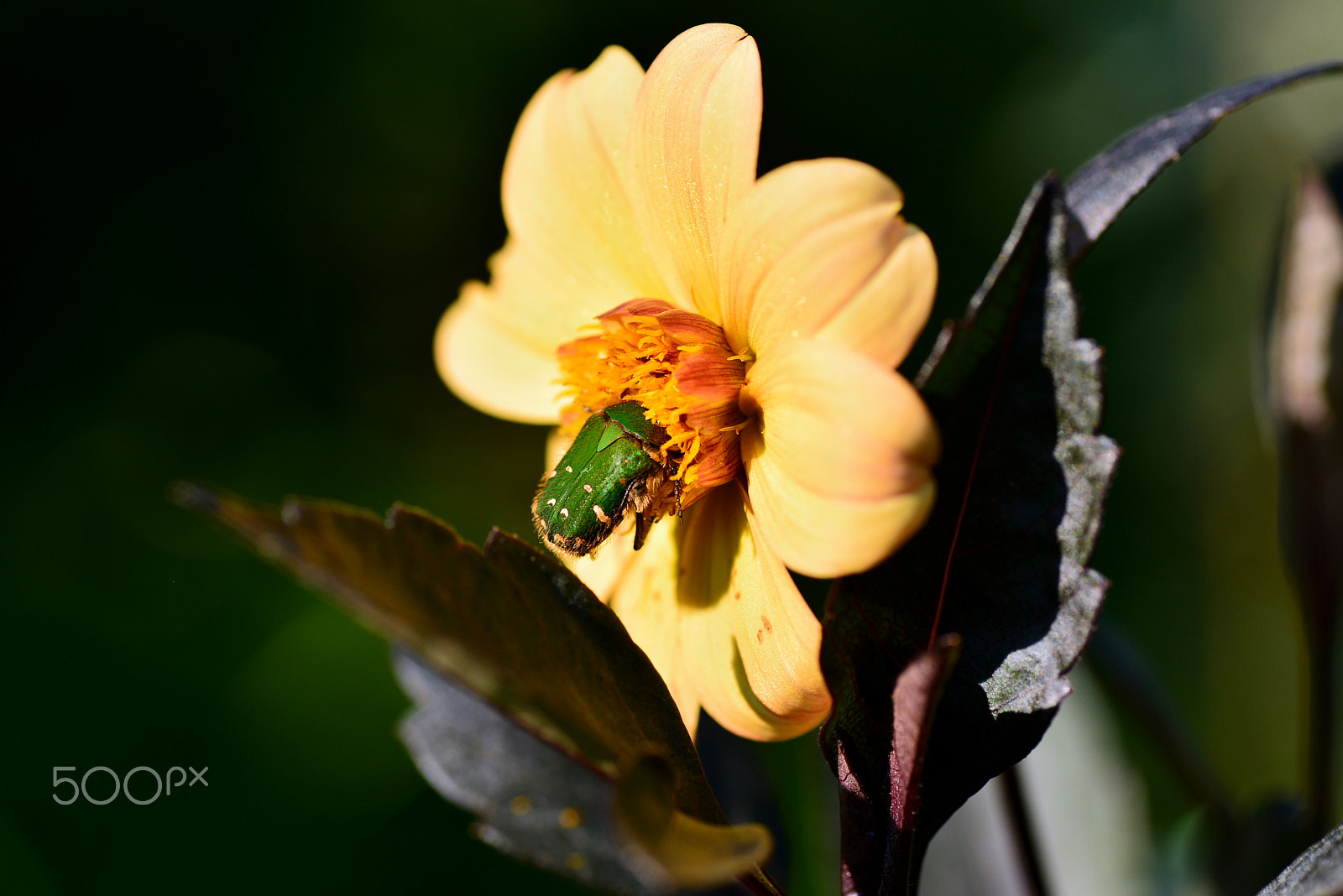 Nikon D600 sample photo. Dive! photography