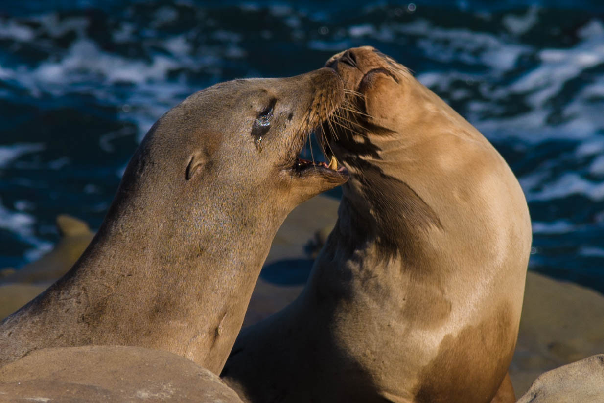 Nikon D600 sample photo. La jolla sea lions photography