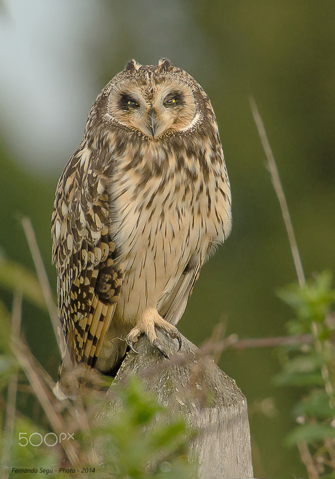 Sigma 50-500mm F4.5-6.3 DG OS HSM sample photo. Short-eared owl photography