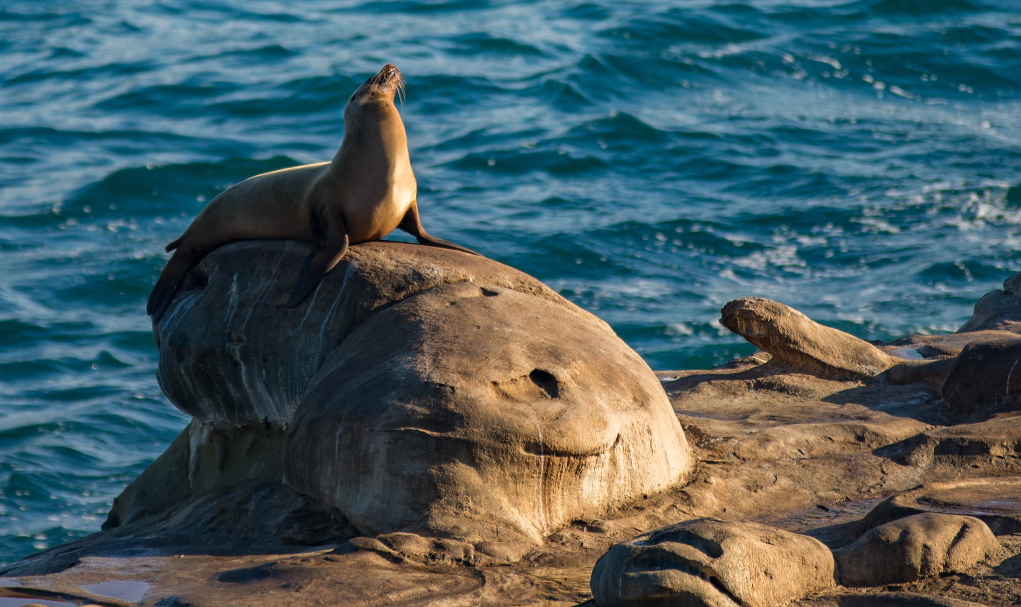 Nikon D600 sample photo. La jolla sea lion photography