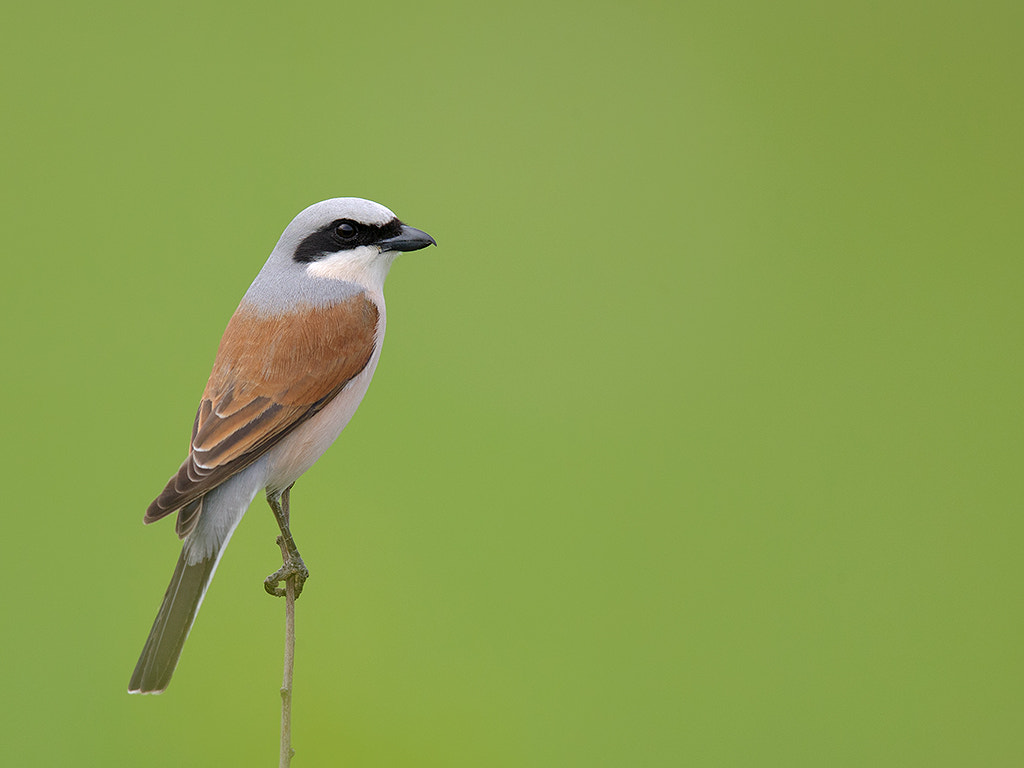 Canon EF 600mm F4L IS II USM sample photo. Male red-backed shrine

 photography