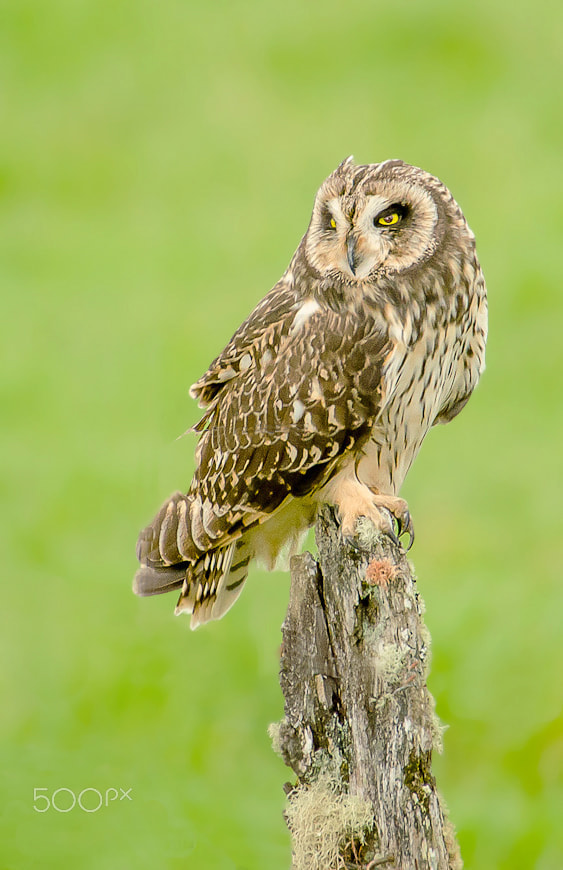 Sigma 50-500mm F4.5-6.3 DG OS HSM sample photo. Short - earde owl photography