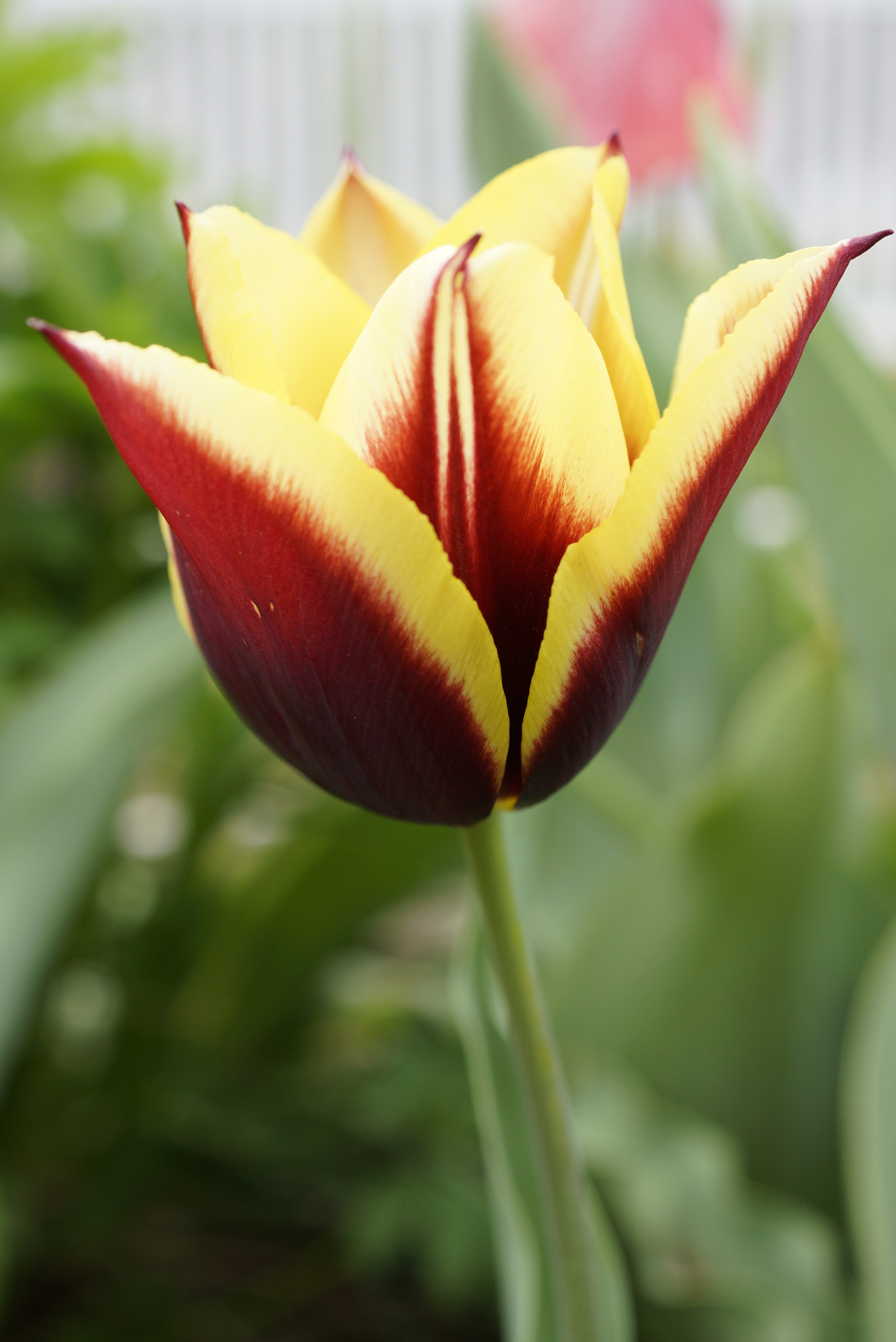 Sony SLT-A65 (SLT-A65V) + Sony DT 30mm F2.8 Macro SAM sample photo. Dsc photography