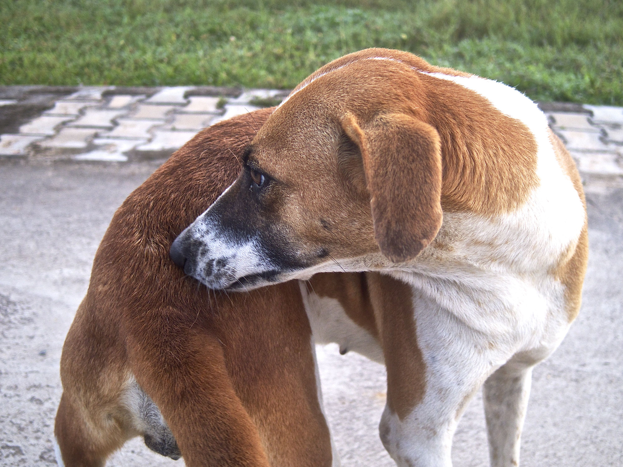 Pentax Q sample photo. Just a street dog photography