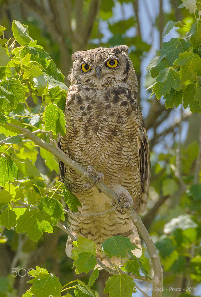 Nikon D7000 sample photo. Magellanic horned owl photography