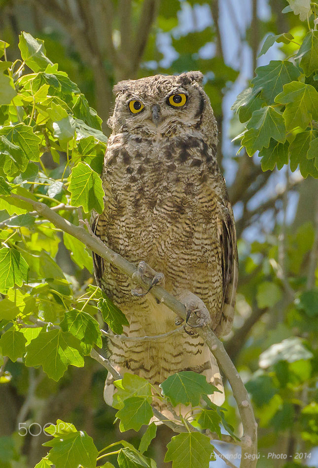 Sigma 50-500mm F4.5-6.3 DG OS HSM sample photo. Magellanic horned owl photography