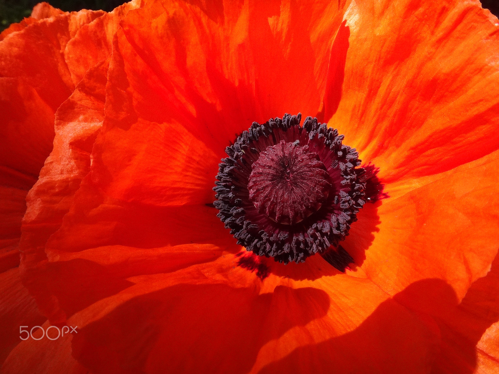 Sony Cyber-shot DSC-TX10 sample photo. Fresh poppy photography