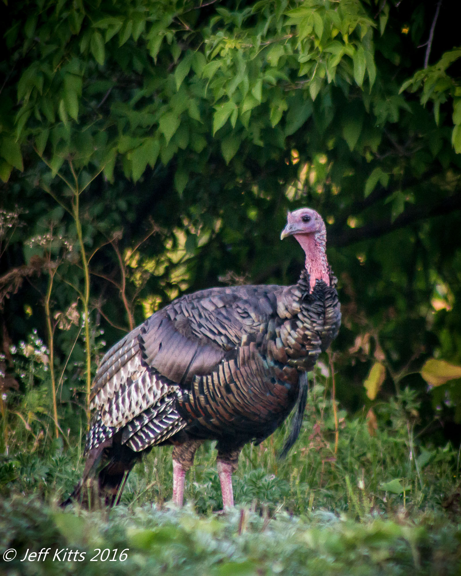 Canon EF 75-300mm f/4-5.6 USM sample photo. 4385-wild turkey photography