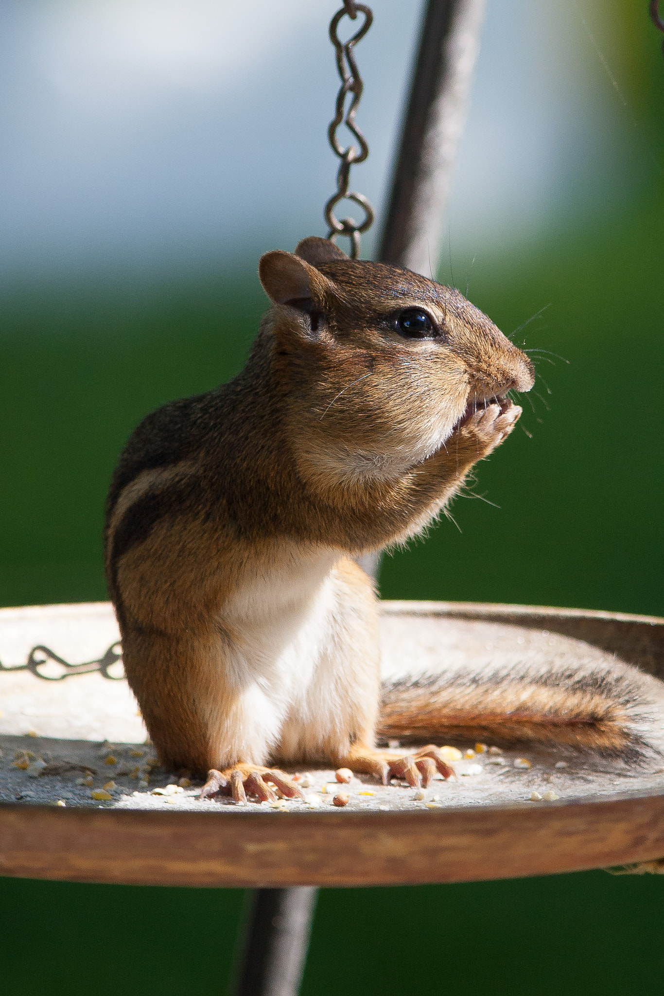Canon EOS 1000D (EOS Digital Rebel XS / EOS Kiss F) sample photo. Chipmunk photography