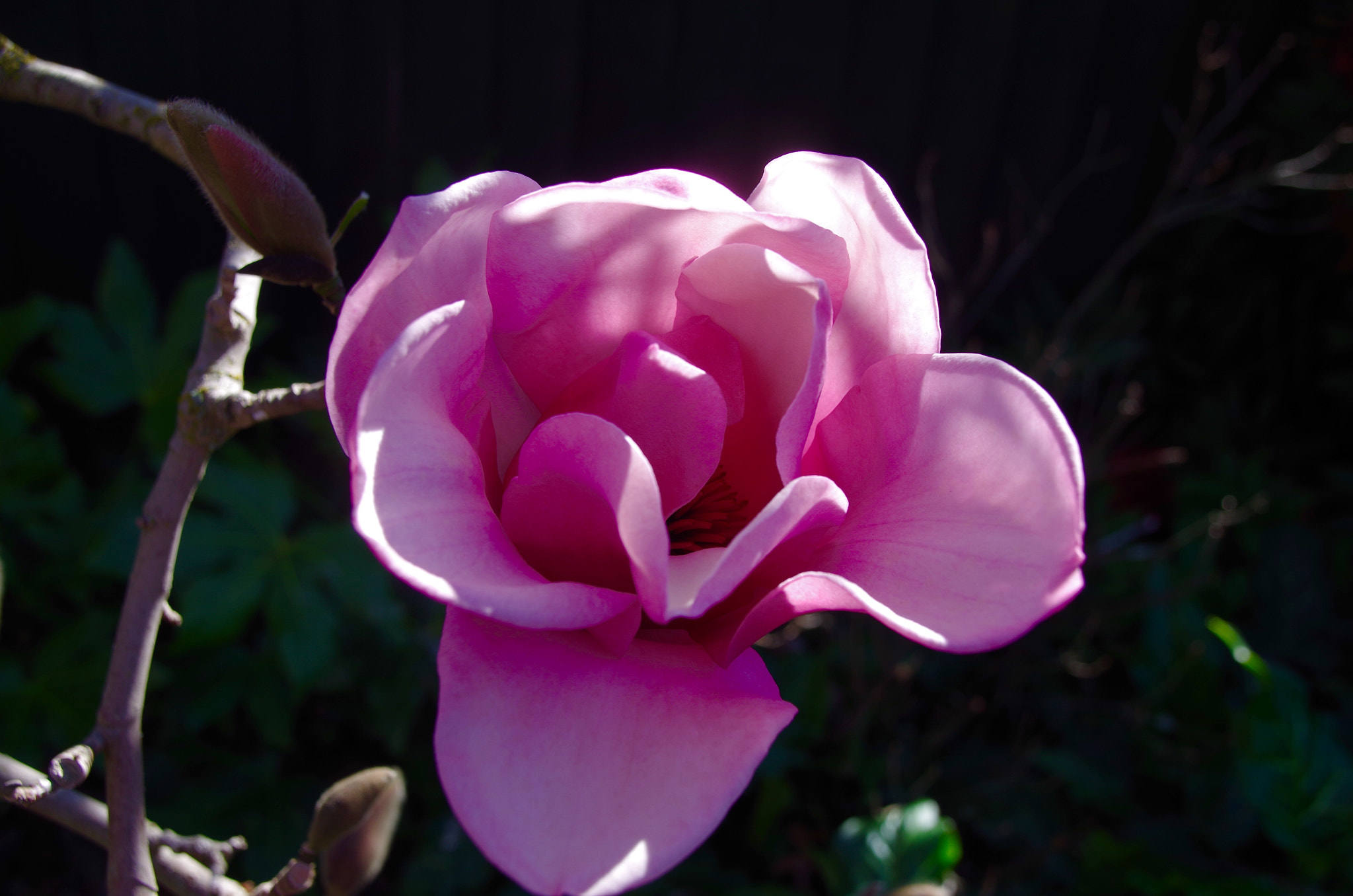 Pentax K-50 + Sigma 18-250mm F3.5-6.3 DC Macro OS HSM sample photo. Magnificent magnolia! photography