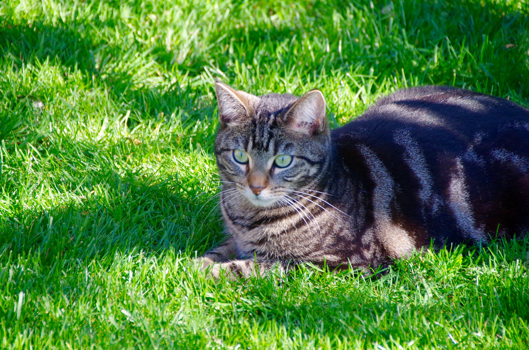 Sigma 18-250mm F3.5-6.3 DC Macro OS HSM sample photo. Ever alert photography