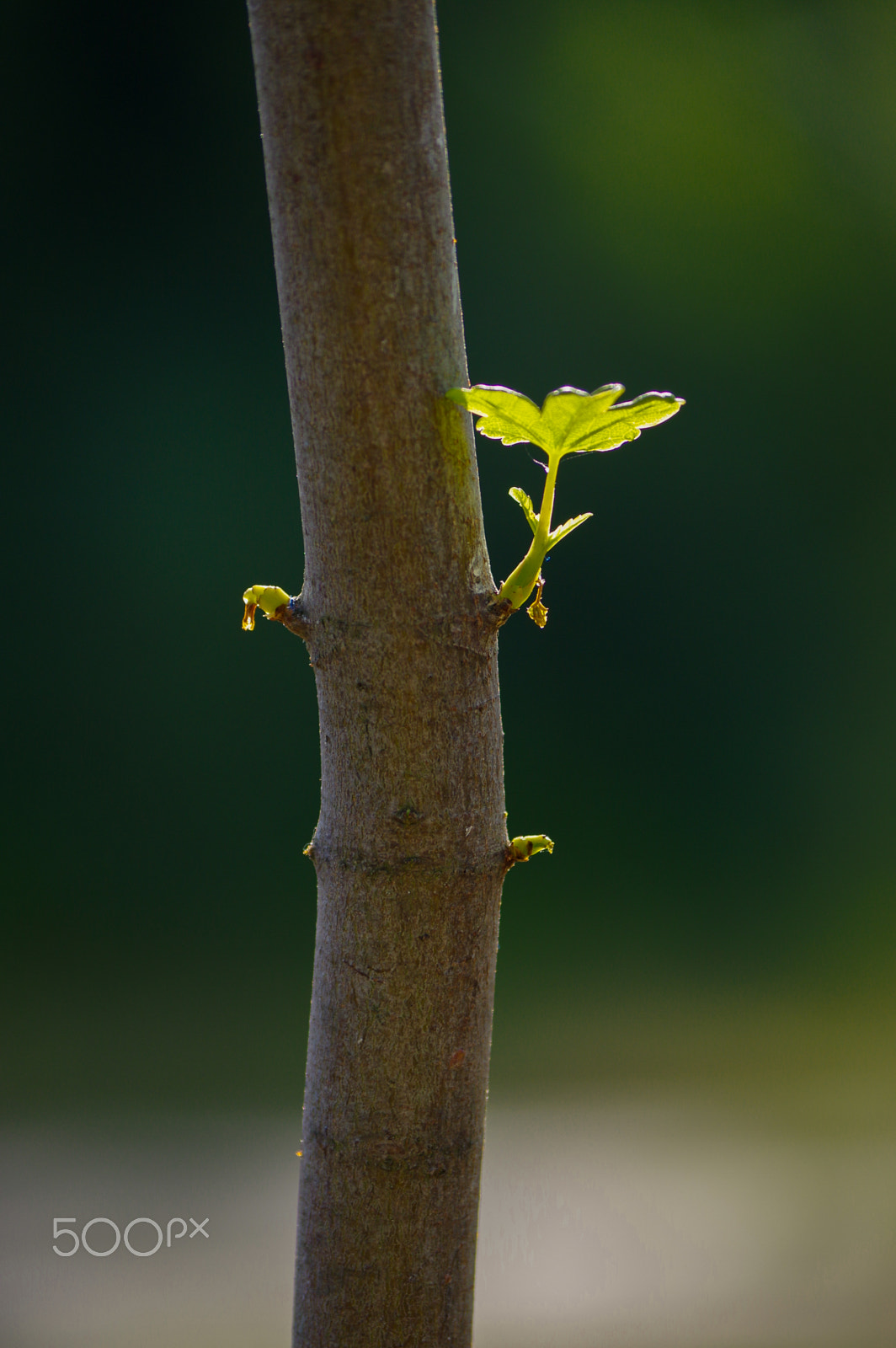 Pentax K-3 sample photo. Close up branch with young leaves on a tree trunk photography
