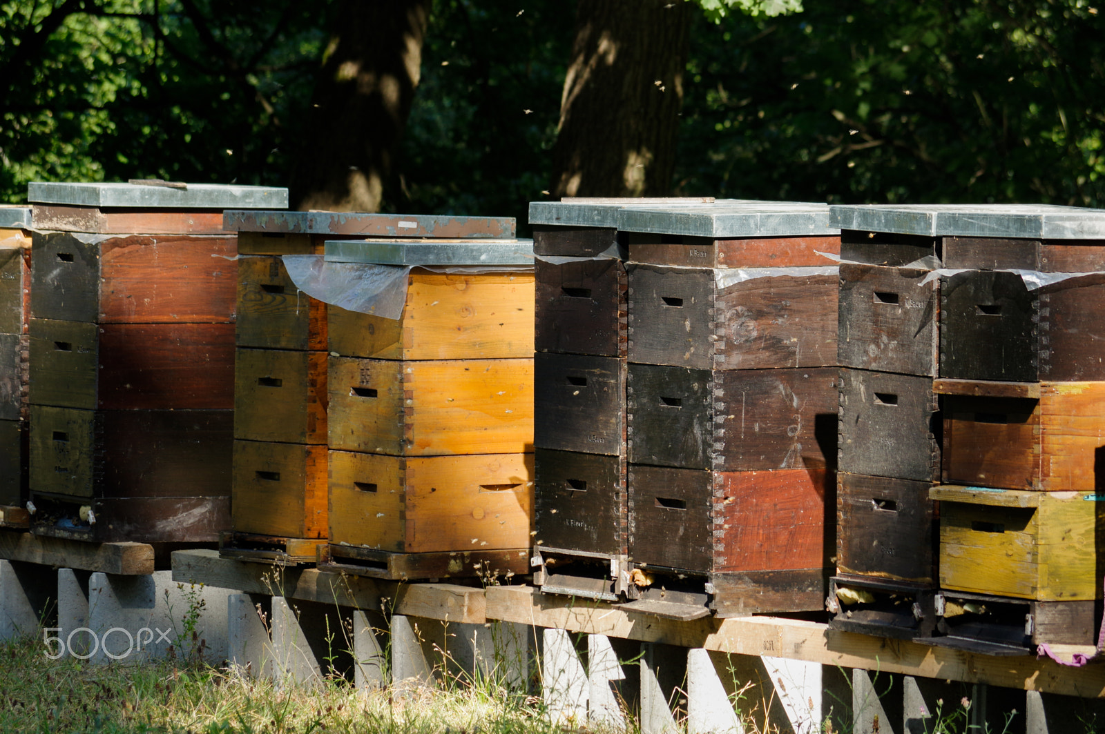 Pentax K-3 sample photo. Row of colorful wooden beehives with trees in the background photography