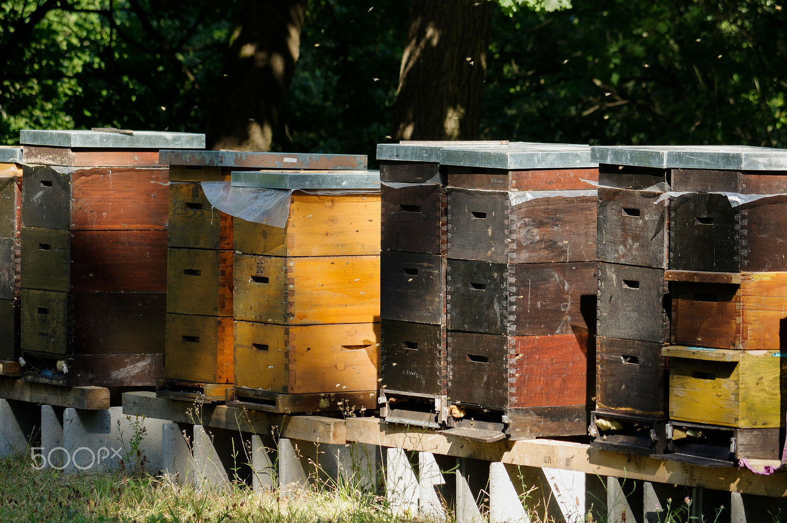 smc Pentax-DA L 50-200mm F4-5.6 ED WR sample photo. Row of colorful wooden beehives with trees in the background photography
