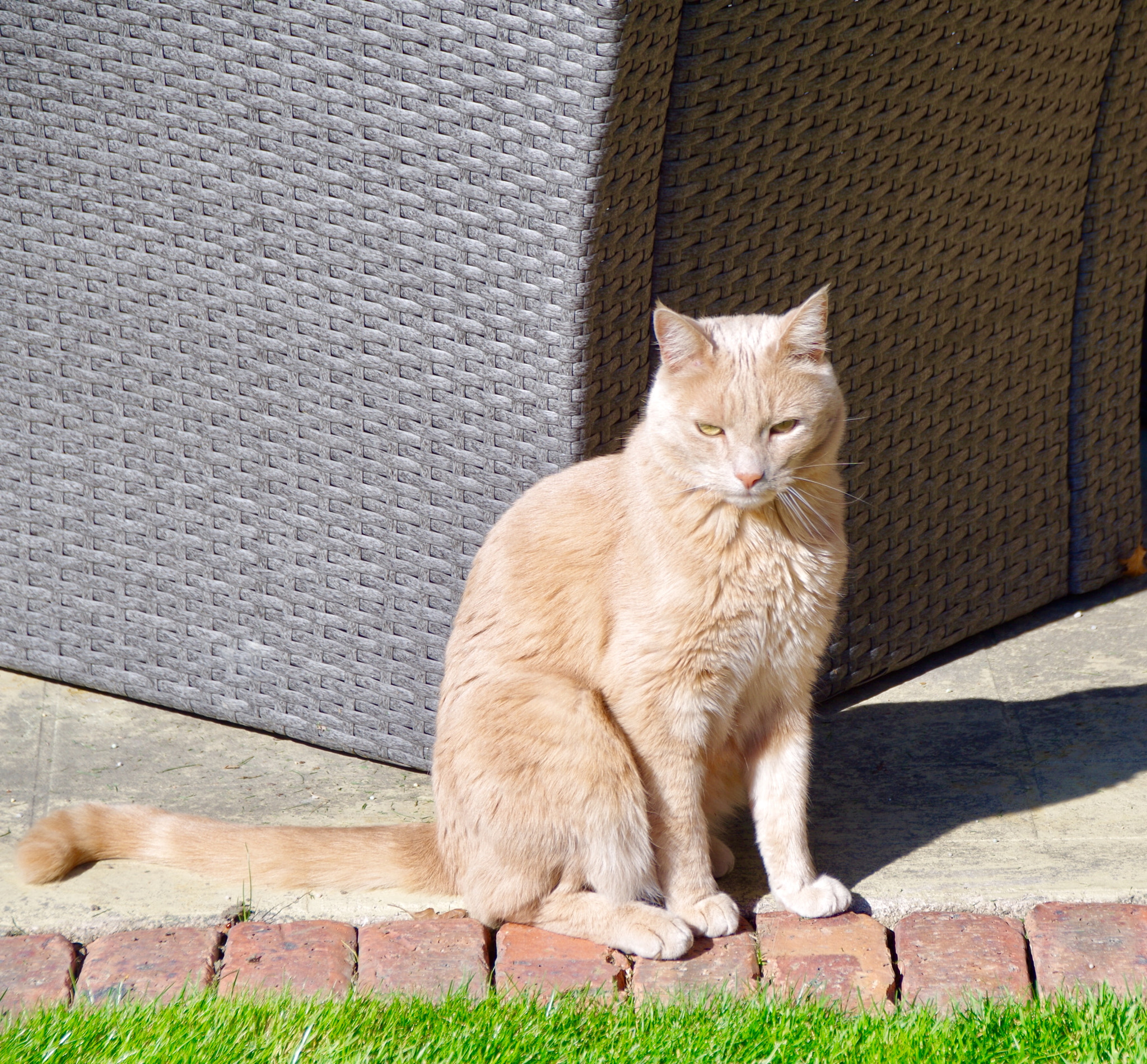 Pentax K-50 + Sigma 18-250mm F3.5-6.3 DC Macro OS HSM sample photo. Enjoying the spring sun! photography