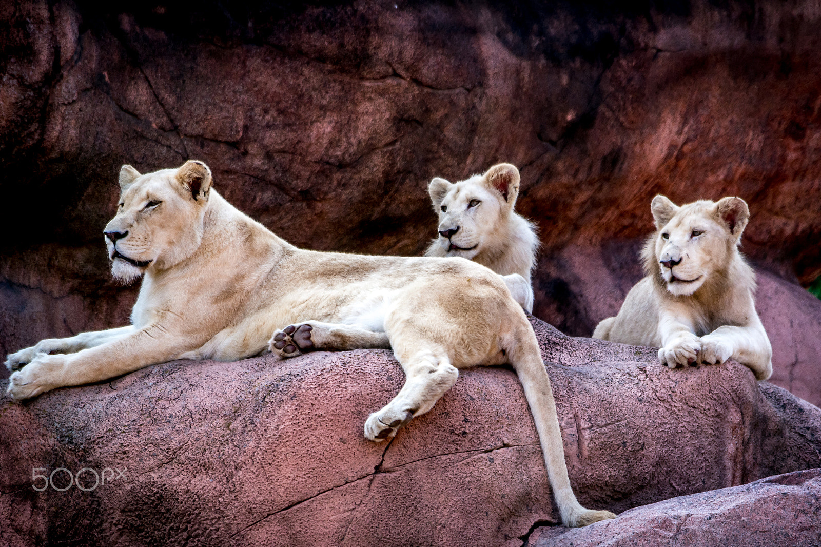 Samsung NX1000 + Samsung NX 50-200mm F4-5.6 ED OIS sample photo. Lionesses photography
