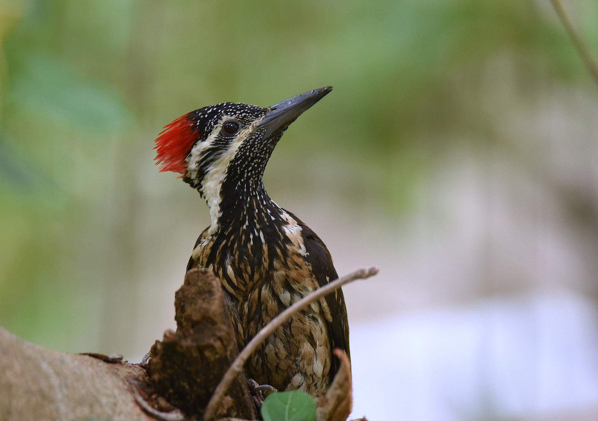 Nikon D750 + Nikon AF-S Nikkor 300mm F4D ED-IF sample photo. Black-rumped flameback photography