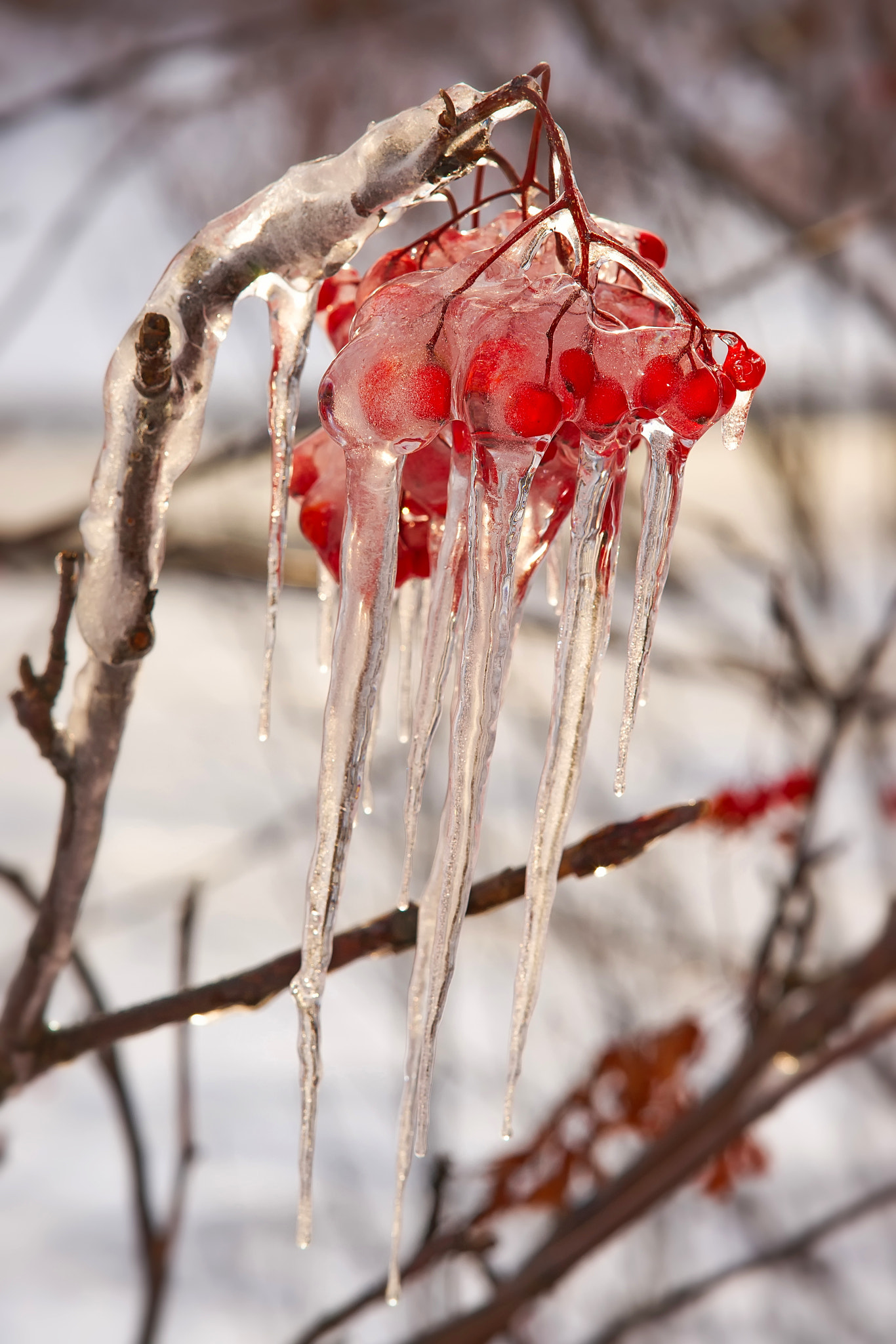 Sony Alpha DSLR-A850 sample photo. Rowan in the ice. photography