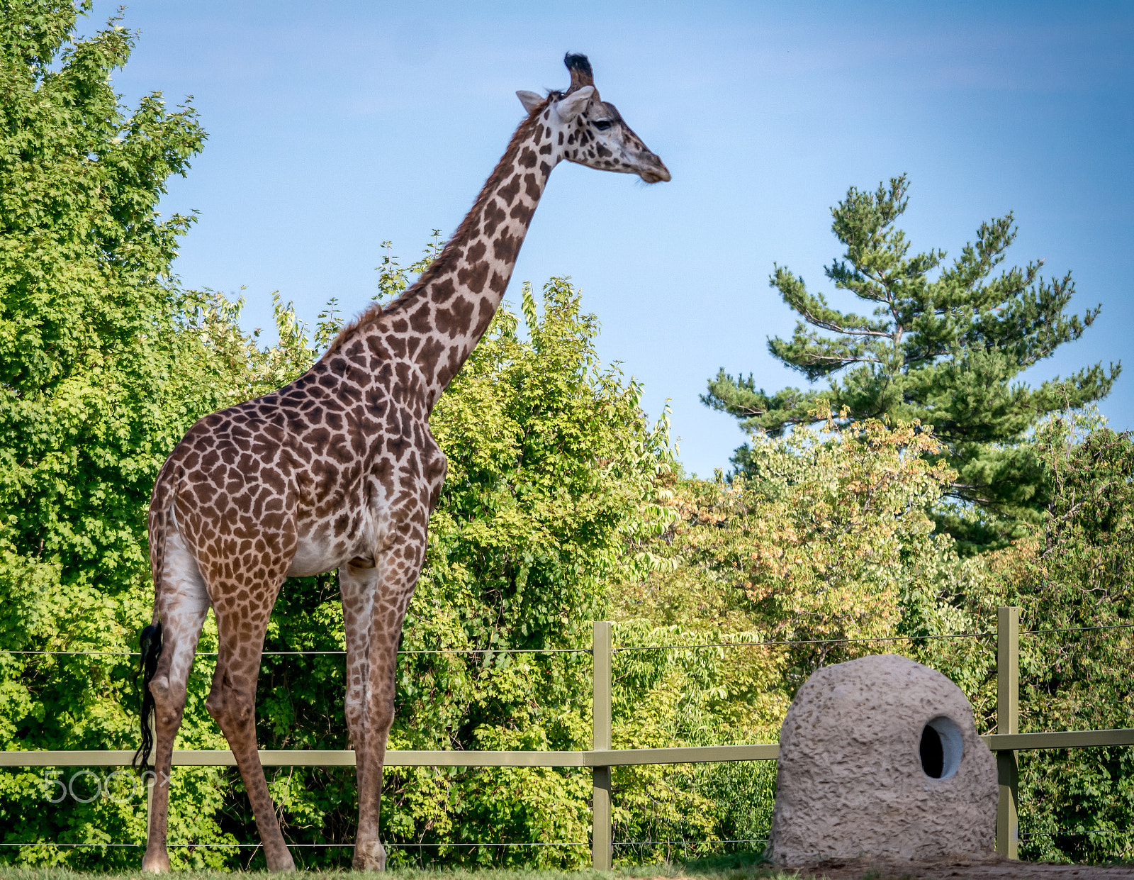 Samsung NX1000 + Samsung NX 50-200mm F4-5.6 ED OIS sample photo. The long neck photography