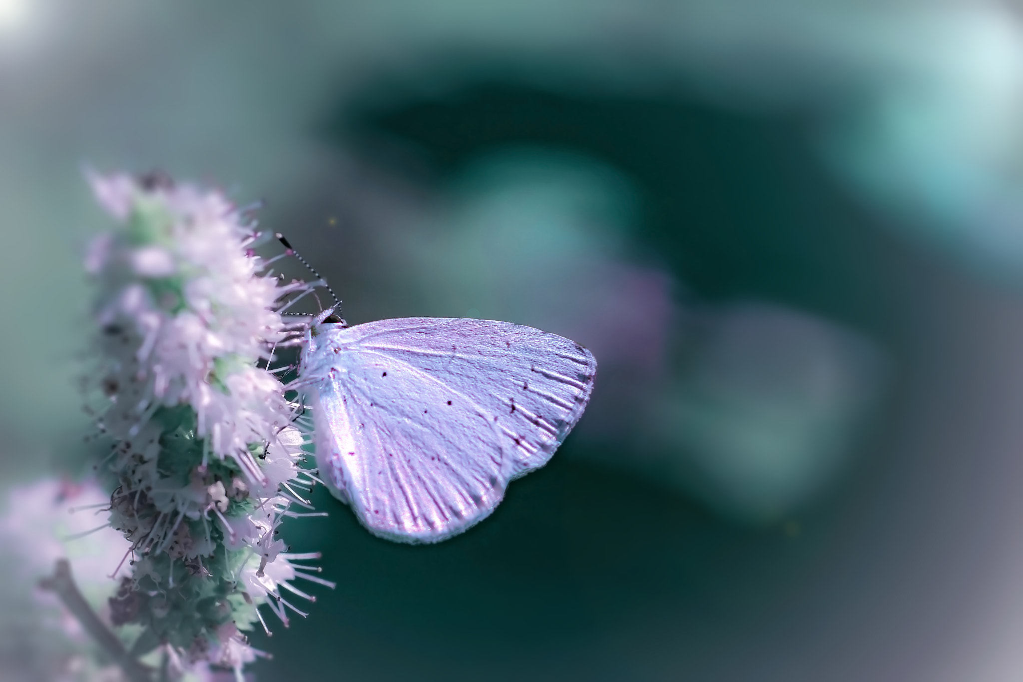 Sigma 105mm F2.8 EX DG OS HSM sample photo. Delight photography