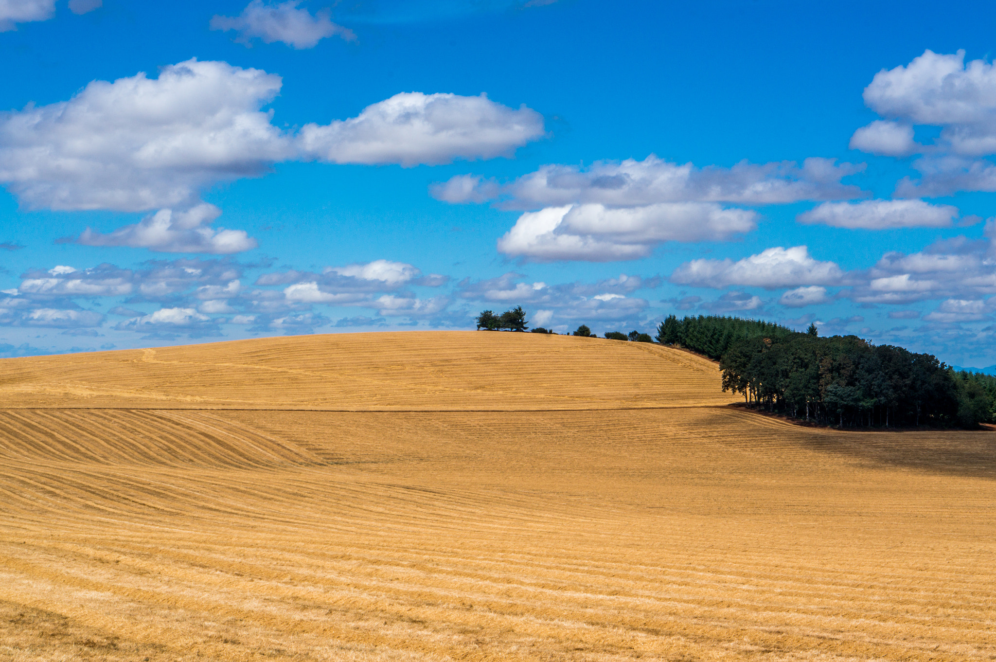 Sony Alpha NEX-5T + E 50mm F1.8 OSS sample photo. Oregon straw and simpsons clouds photography