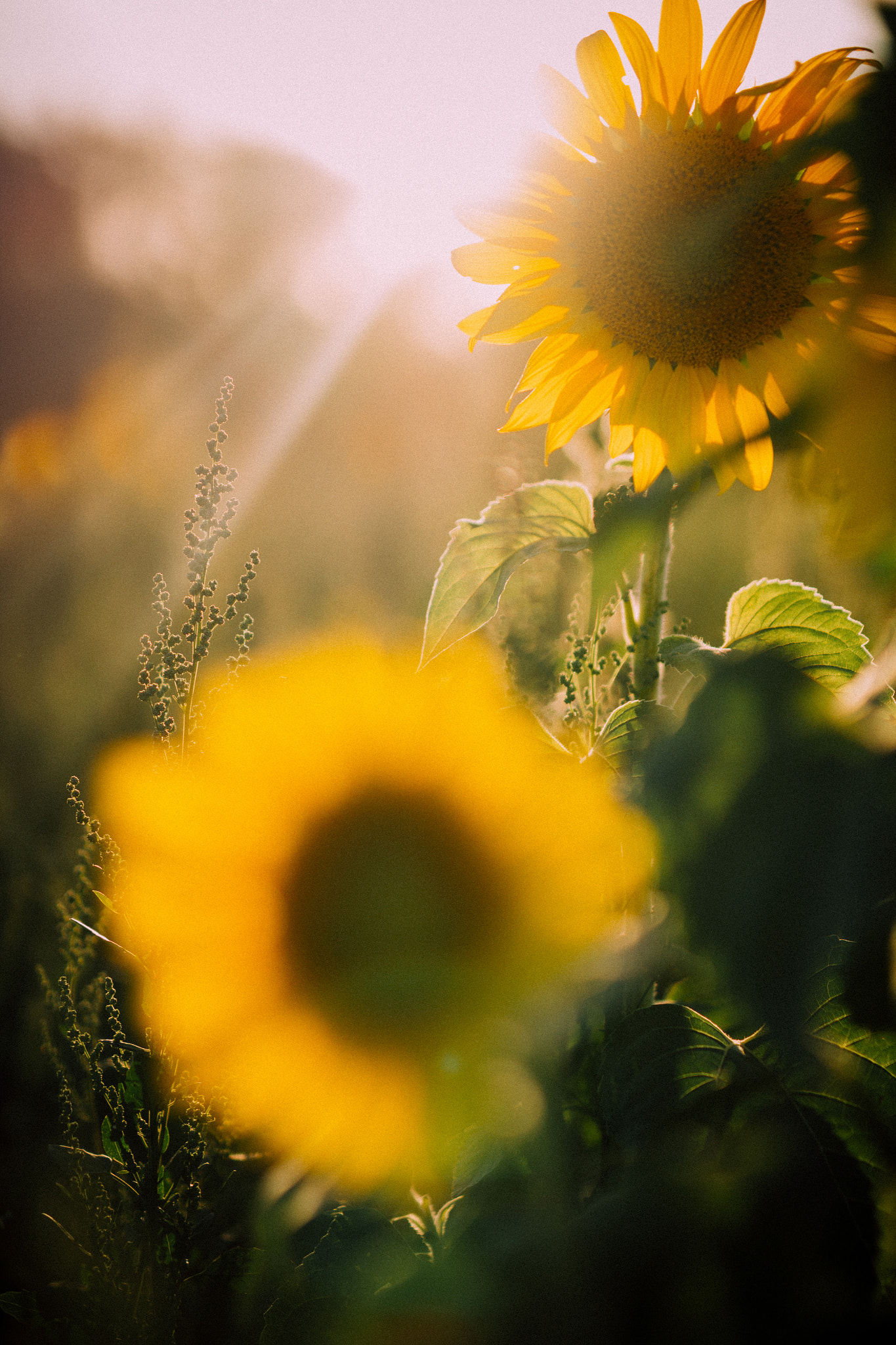 Sigma 50mm F1.4 EX DG HSM sample photo. Sunflower season almost coming to an end... photography
