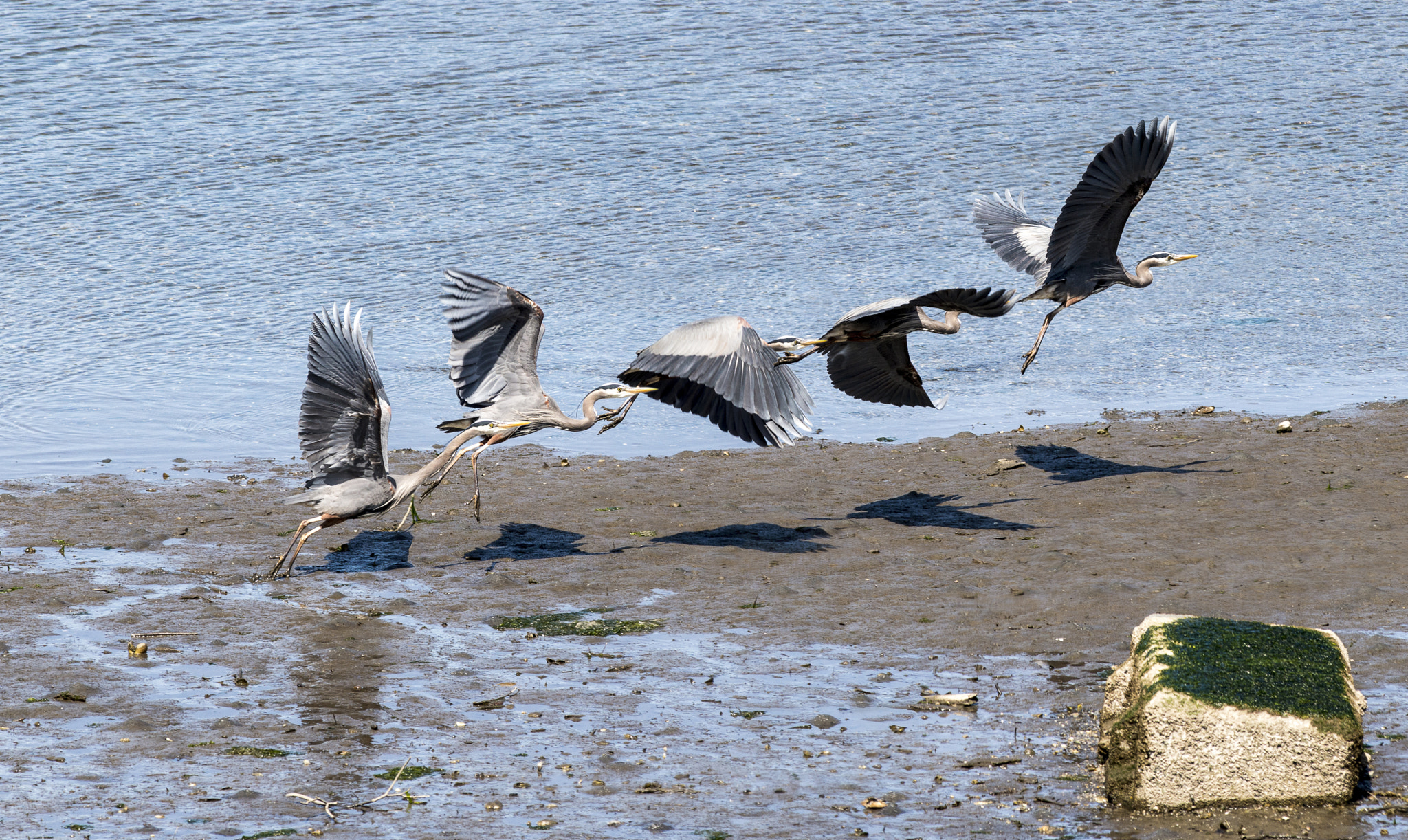 Nikon D800 + Nikon AF-S Nikkor 300mm F4D ED-IF sample photo. Great blue heron at cowichan bay collage mk photography