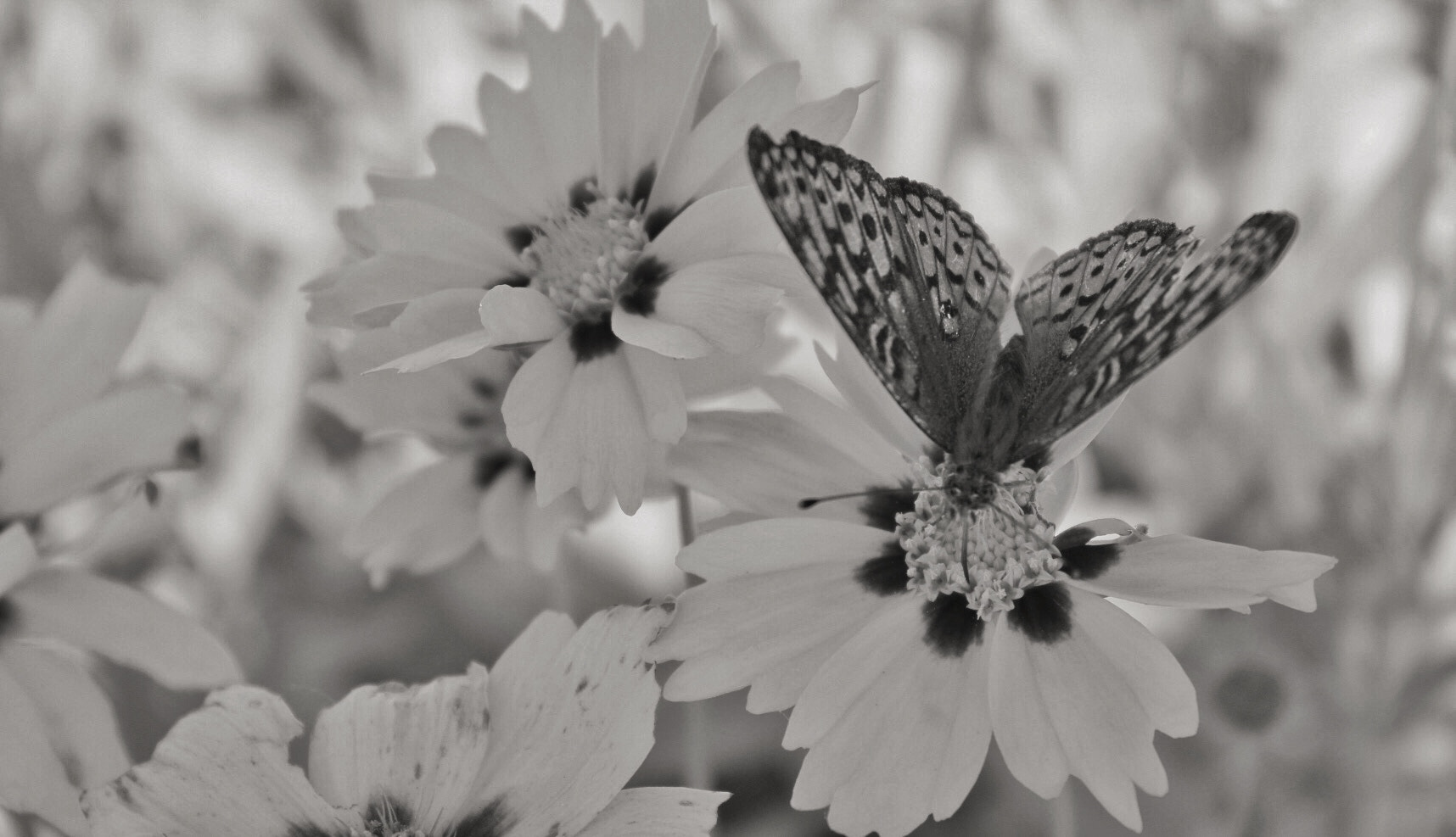 Canon EF-S 18-55mm F3.5-5.6 IS II sample photo. Butterfly photography