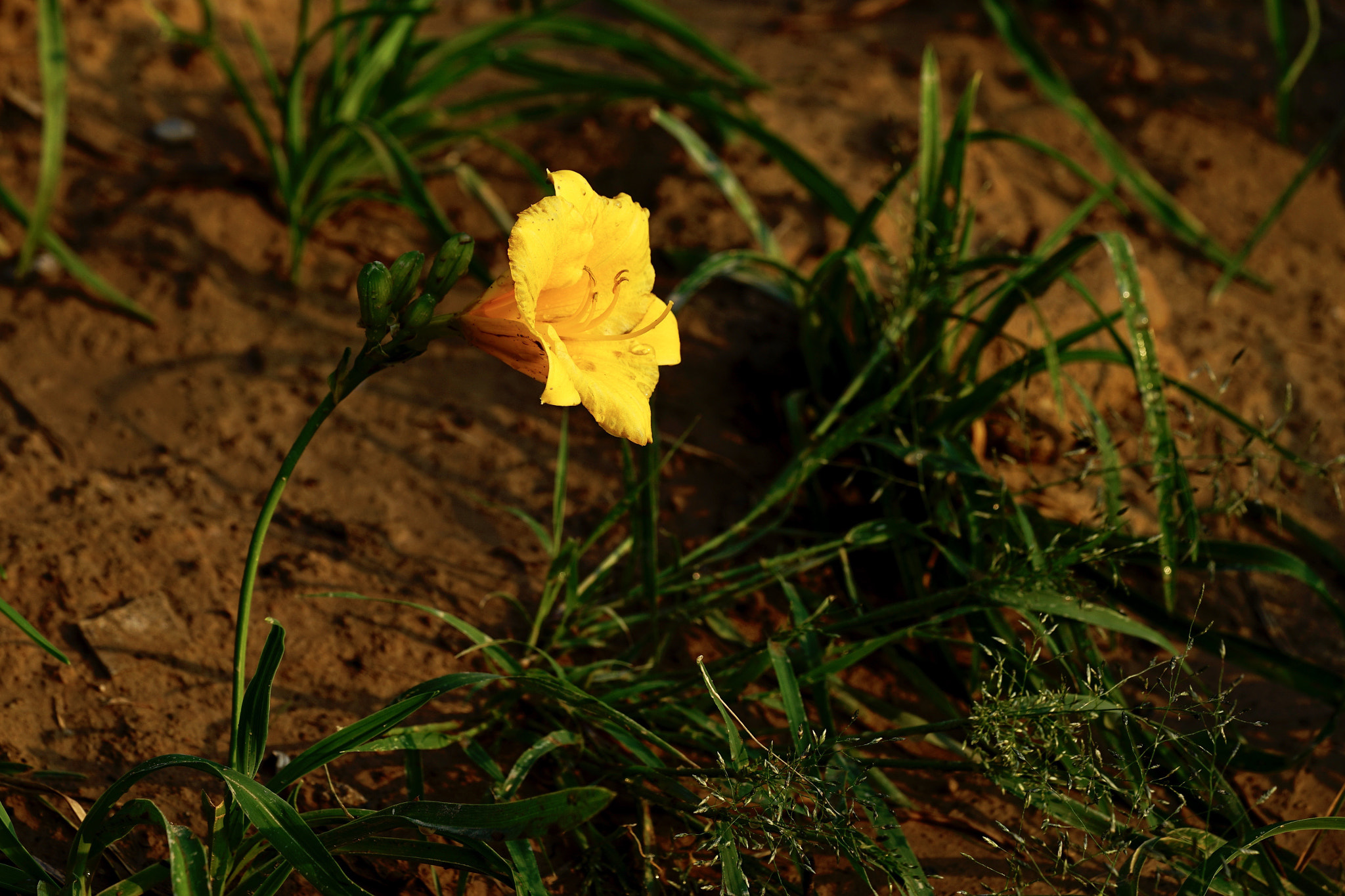 Sony FE 90mm F2.8 Macro G OSS sample photo. 向陽 photography