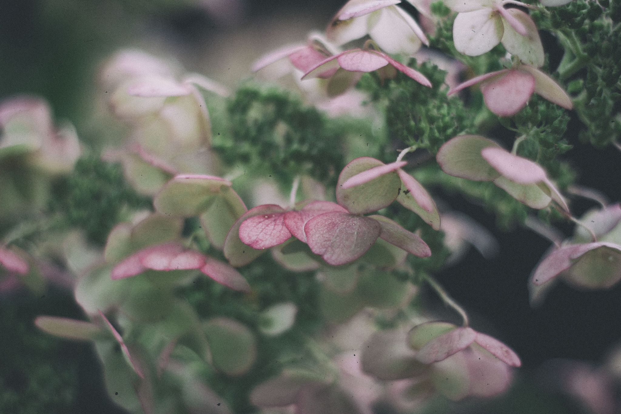 Canon EOS 600D (Rebel EOS T3i / EOS Kiss X5) + Canon EF 50mm F1.8 II sample photo. Hydrangea with pink streaked petals photography
