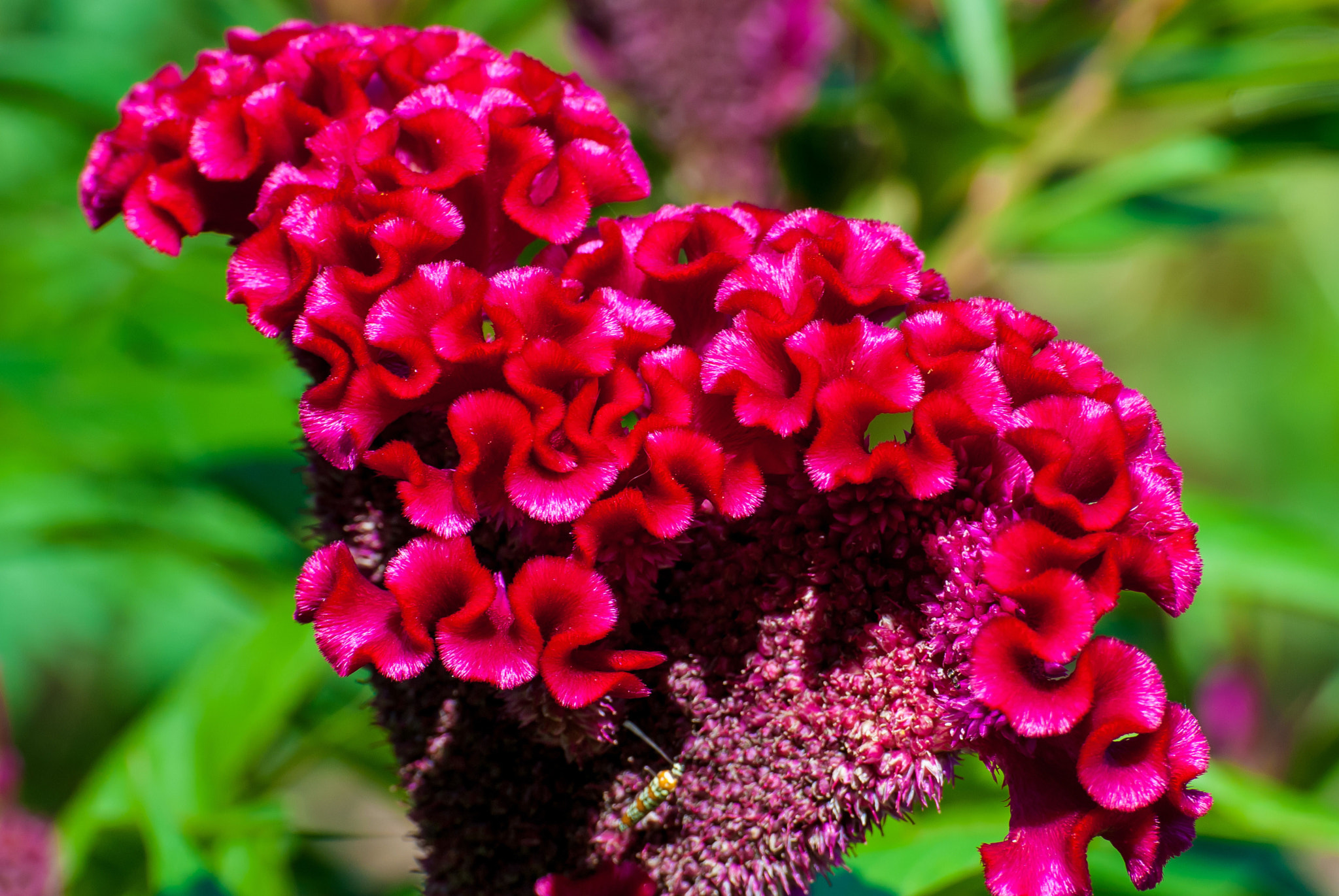 Nikon D200 sample photo. Swindlers garden photography
