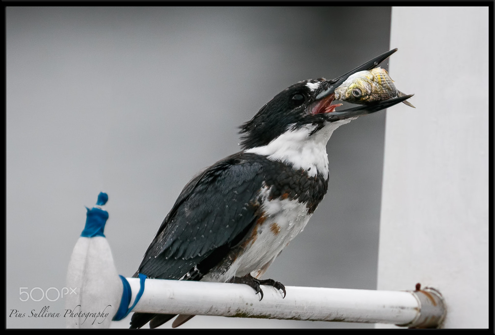Canon EF 400mm F4 DO IS II USM sample photo. The catch photography