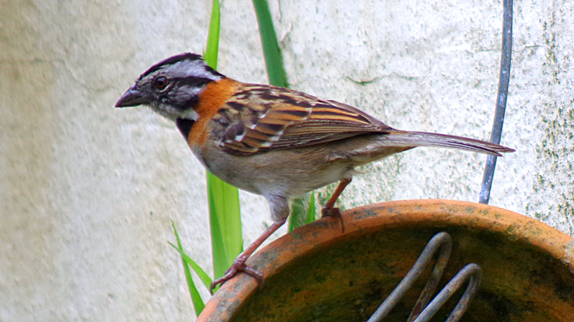 smc PENTAX-FA 80-320mm F4.5-5.6 sample photo. Comelon photography